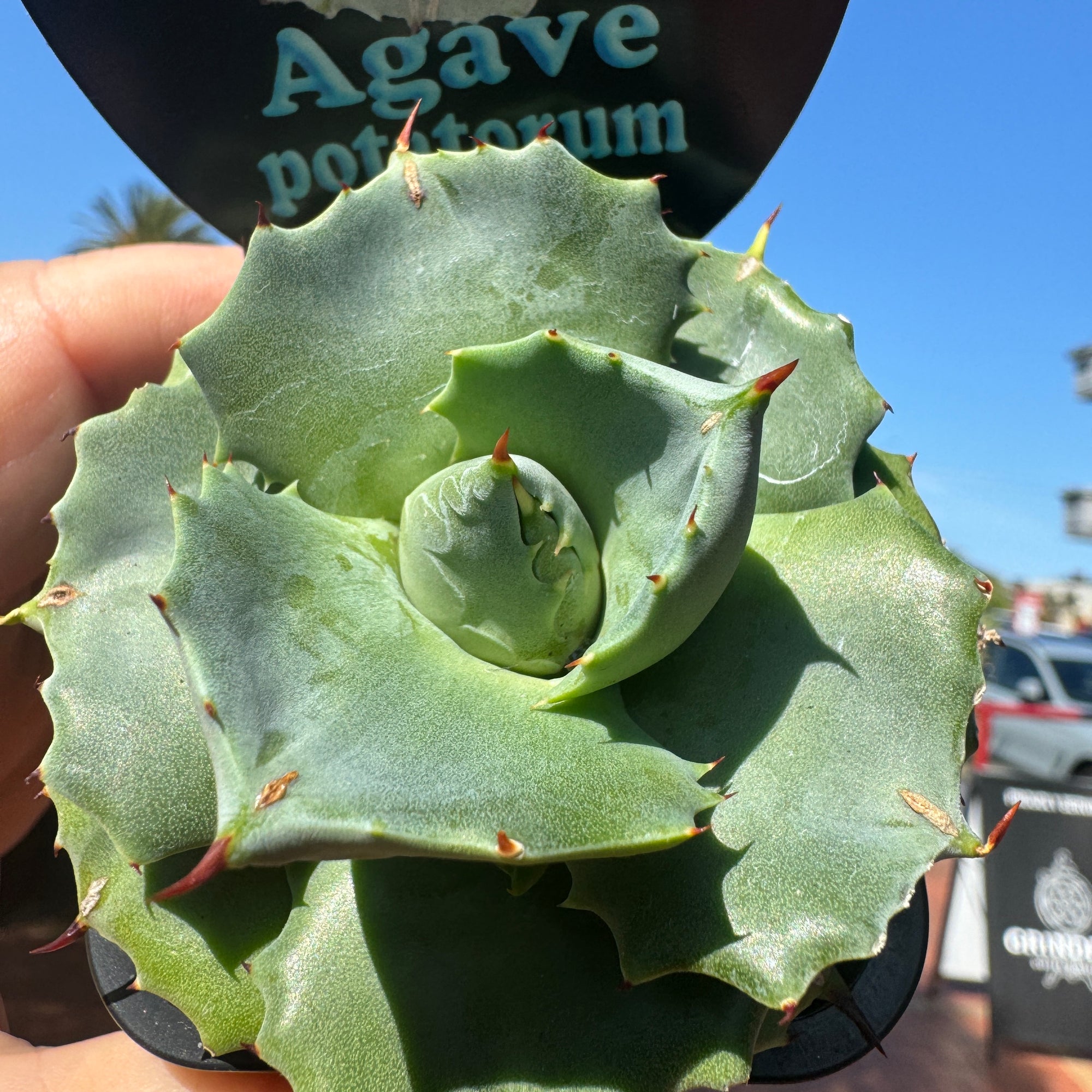 Agave potatorum minima