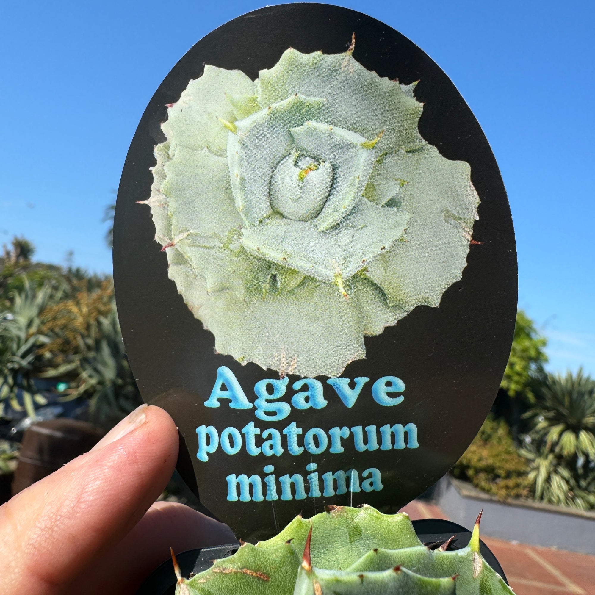 Agave potatorum minima