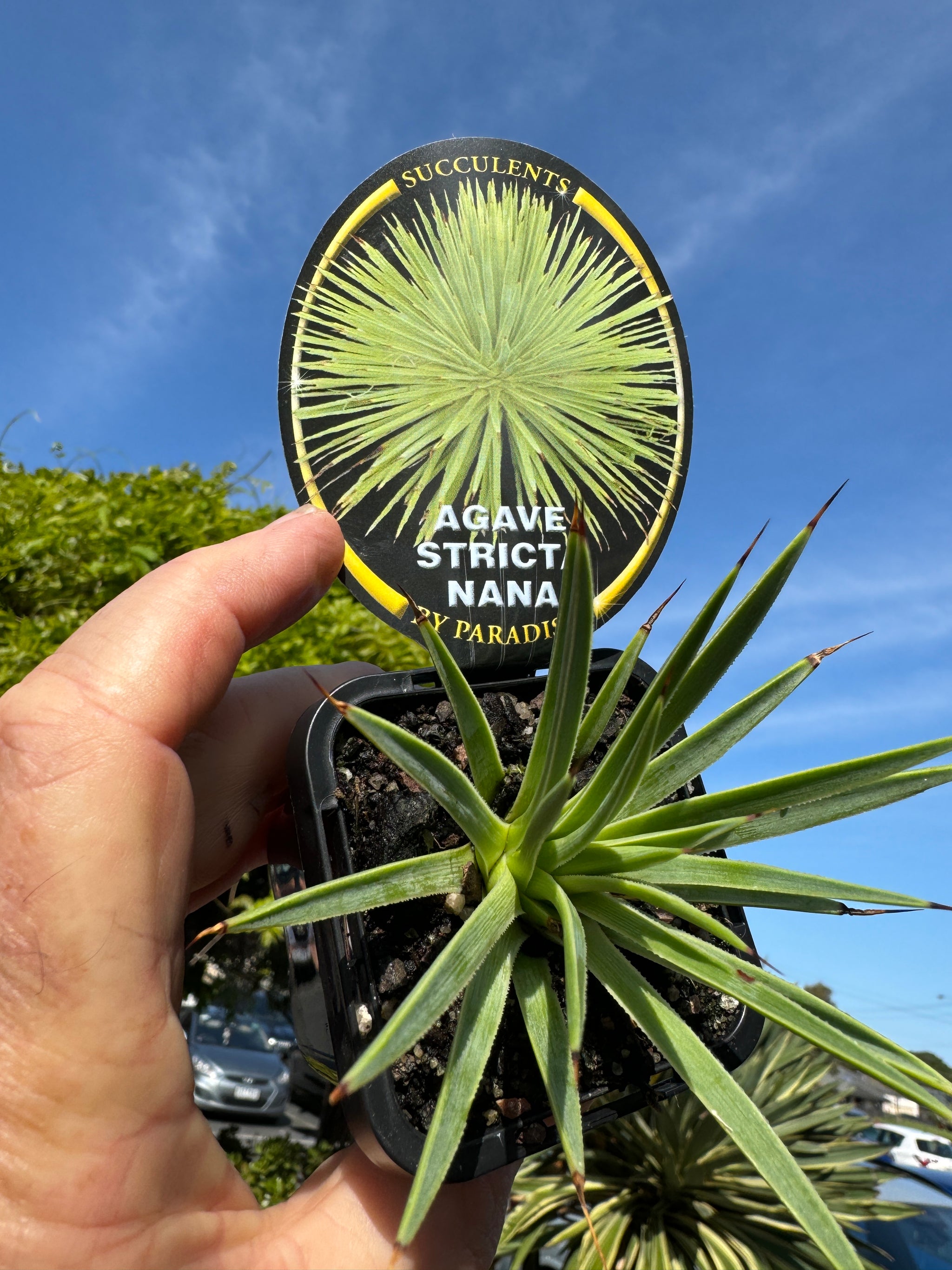 Agave stricta Nana