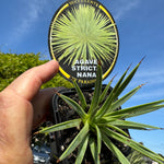 Agave stricta Nana