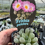 Frithia pulchra  'Insect Eyes'