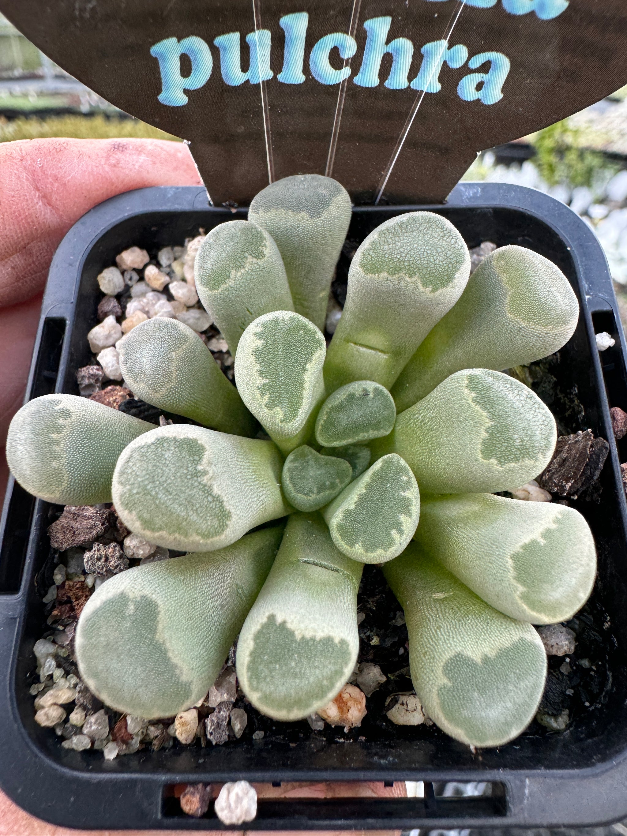 Frithia pulchra  'Insect Eyes'