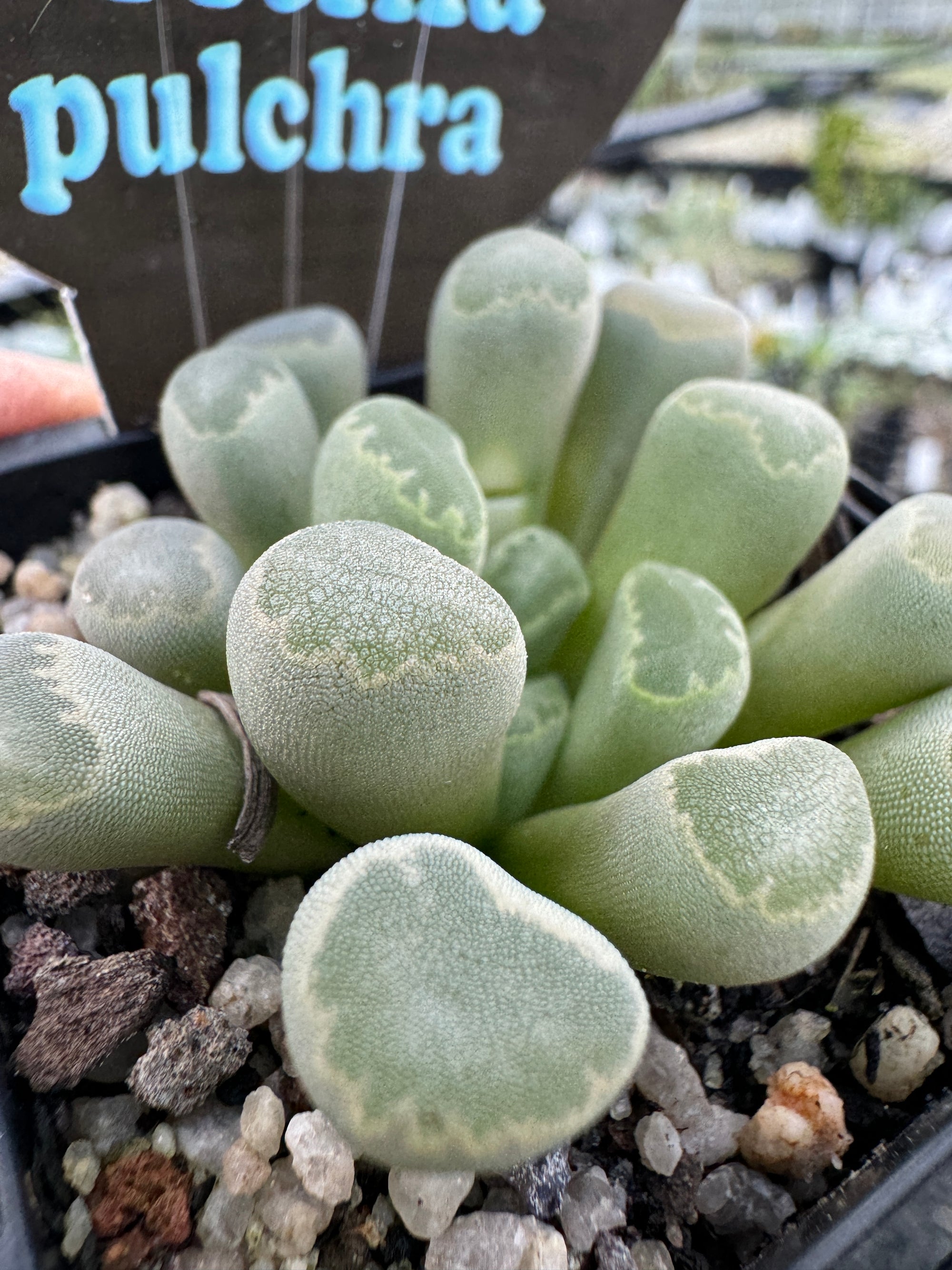 Frithia pulchra  'Insect Eyes'