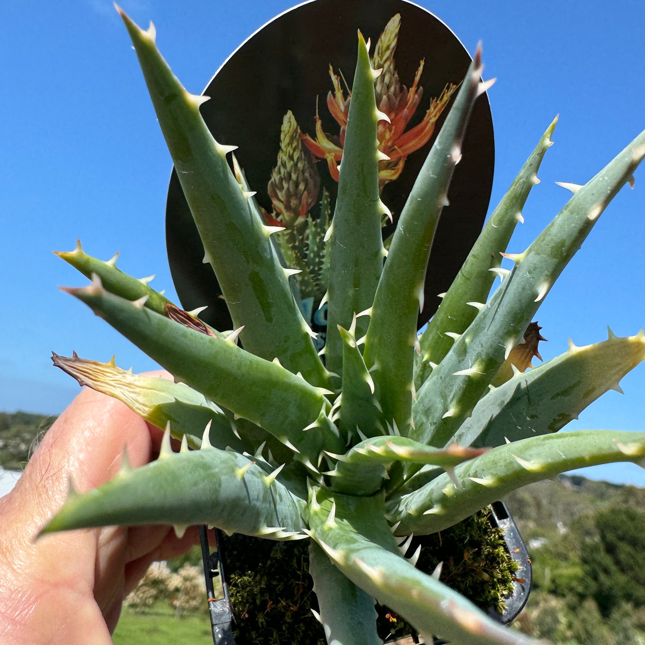 Aloe longistyla