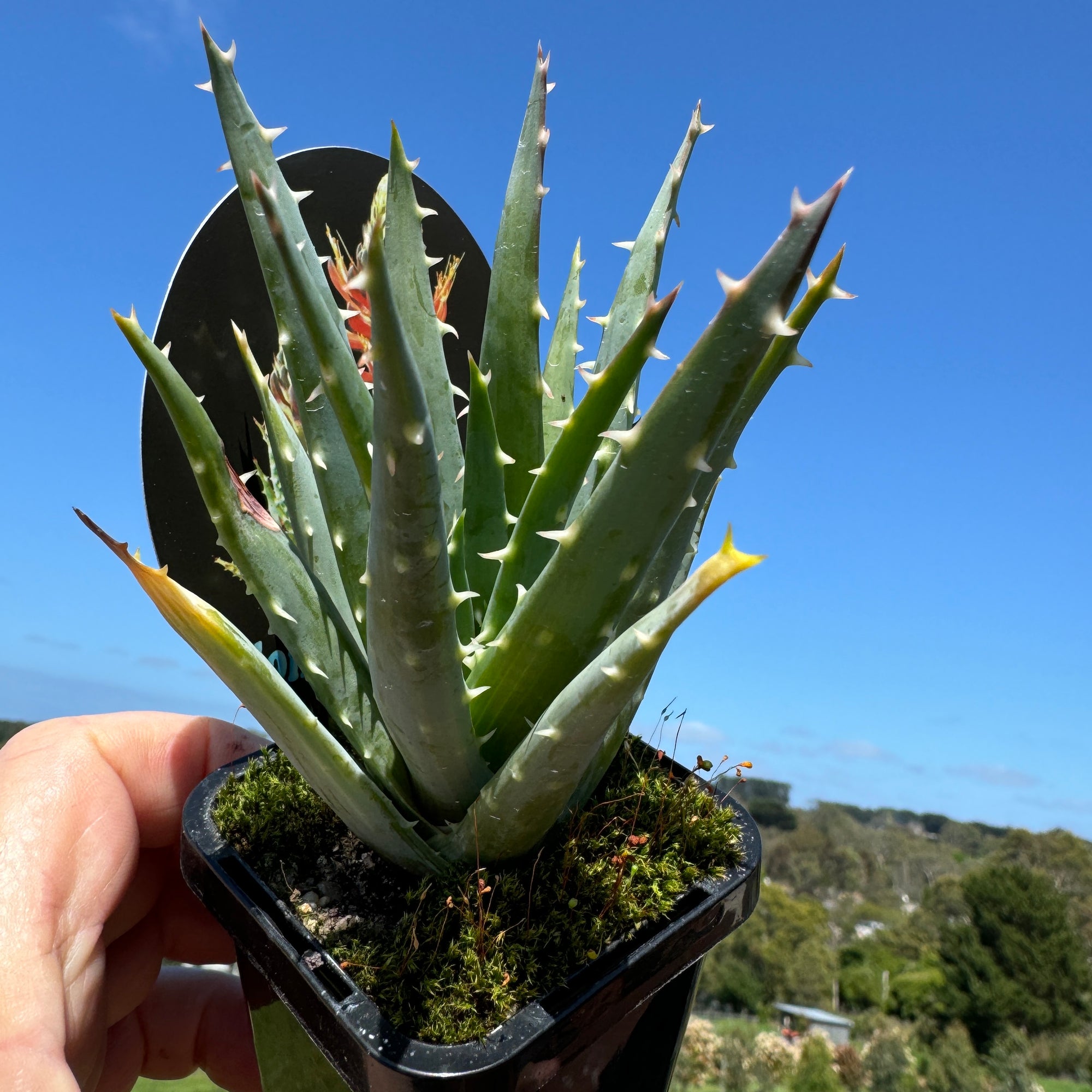 Aloe longistyla