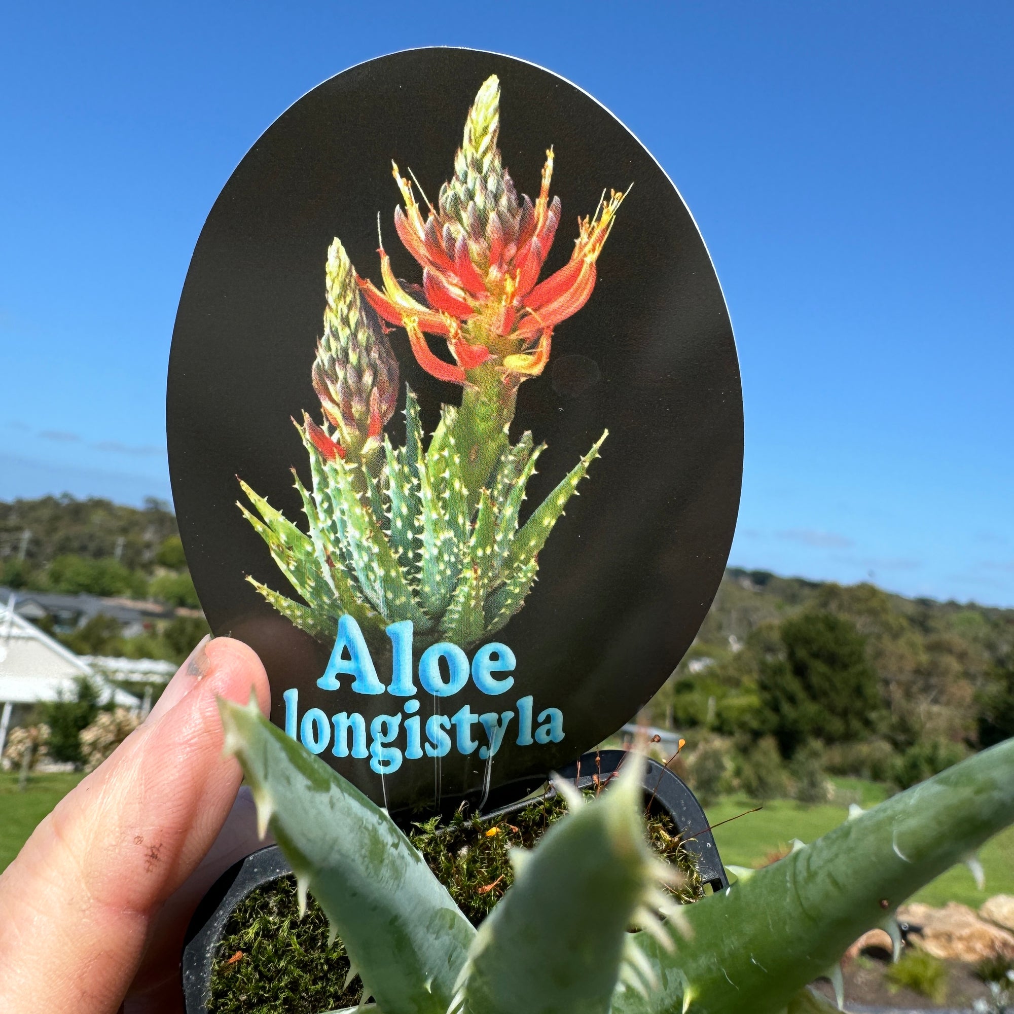 Aloe longistyla