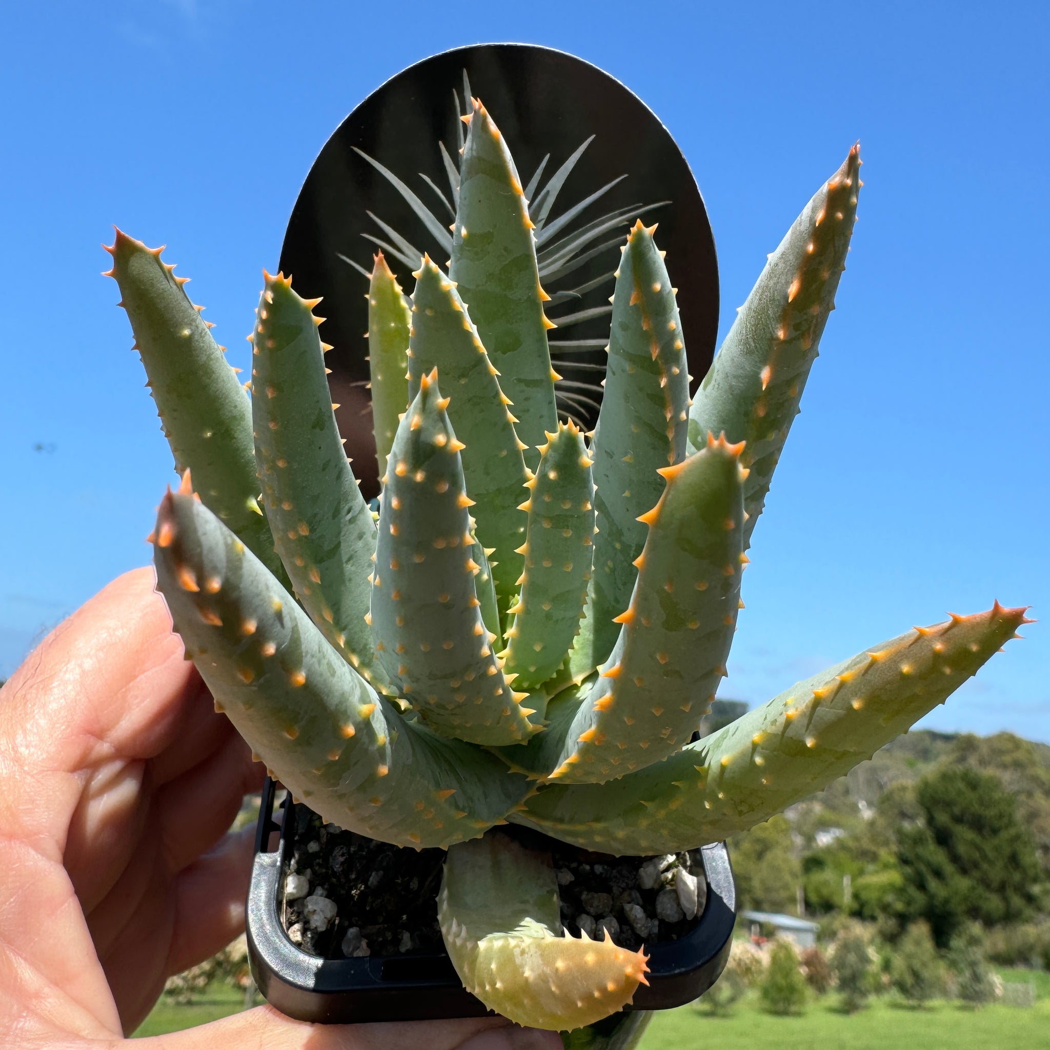 Aloe dichotoma 'Quiver Tree'