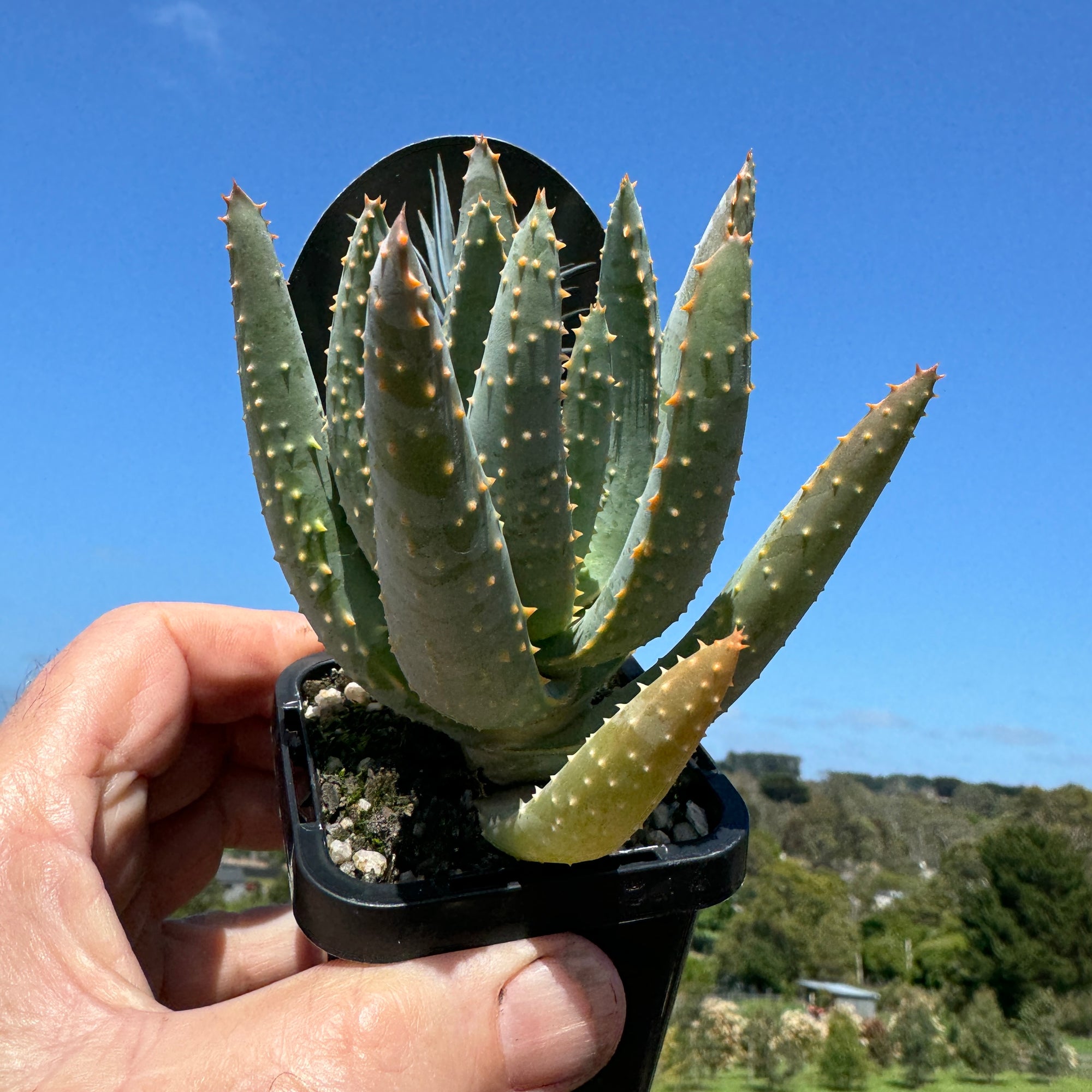 Aloe dichotoma 'Quiver Tree'