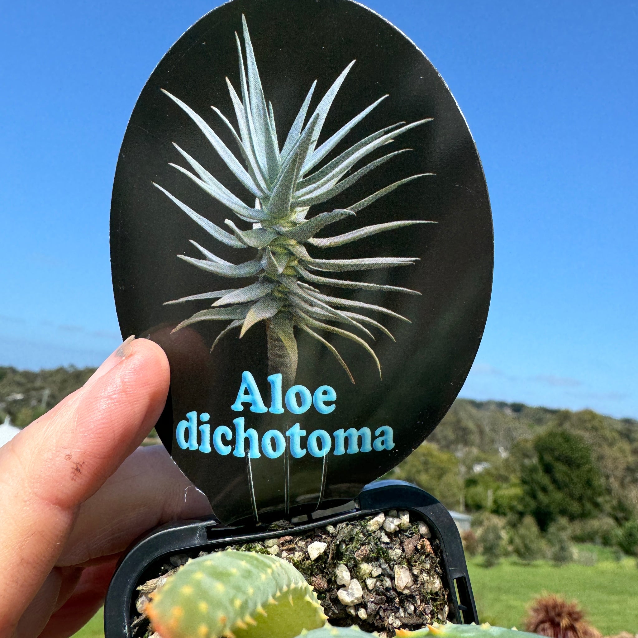 Aloe dichotoma 'Quiver Tree'