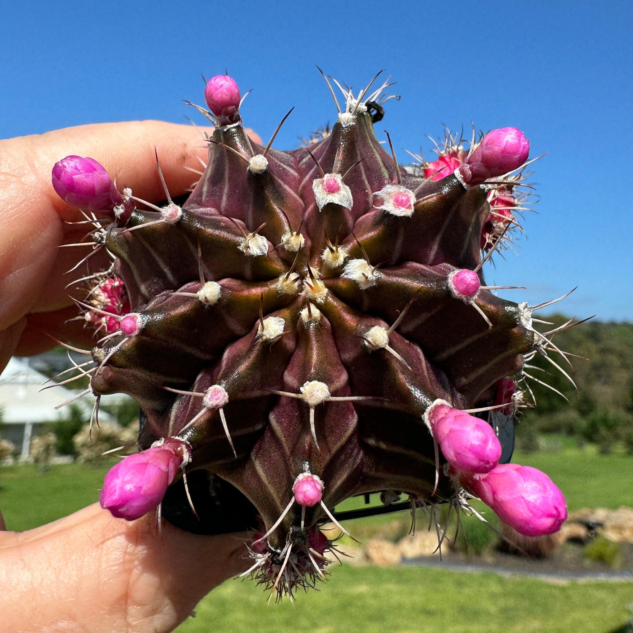 Gymnocalycium mihanovichii forma Pink and Black 1 only