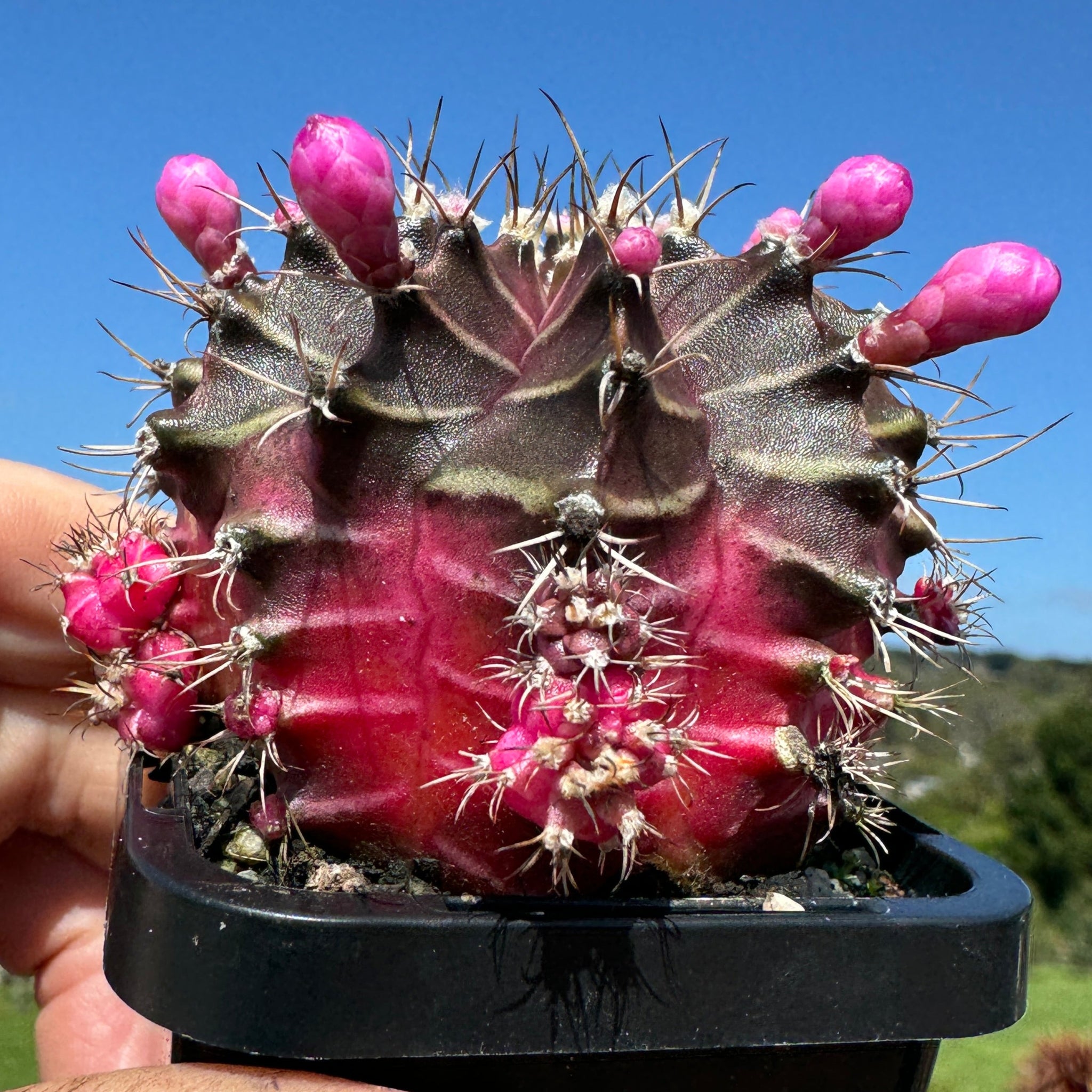 Gymnocalycium mihanovichii forma Pink and Black – Moon Cactus