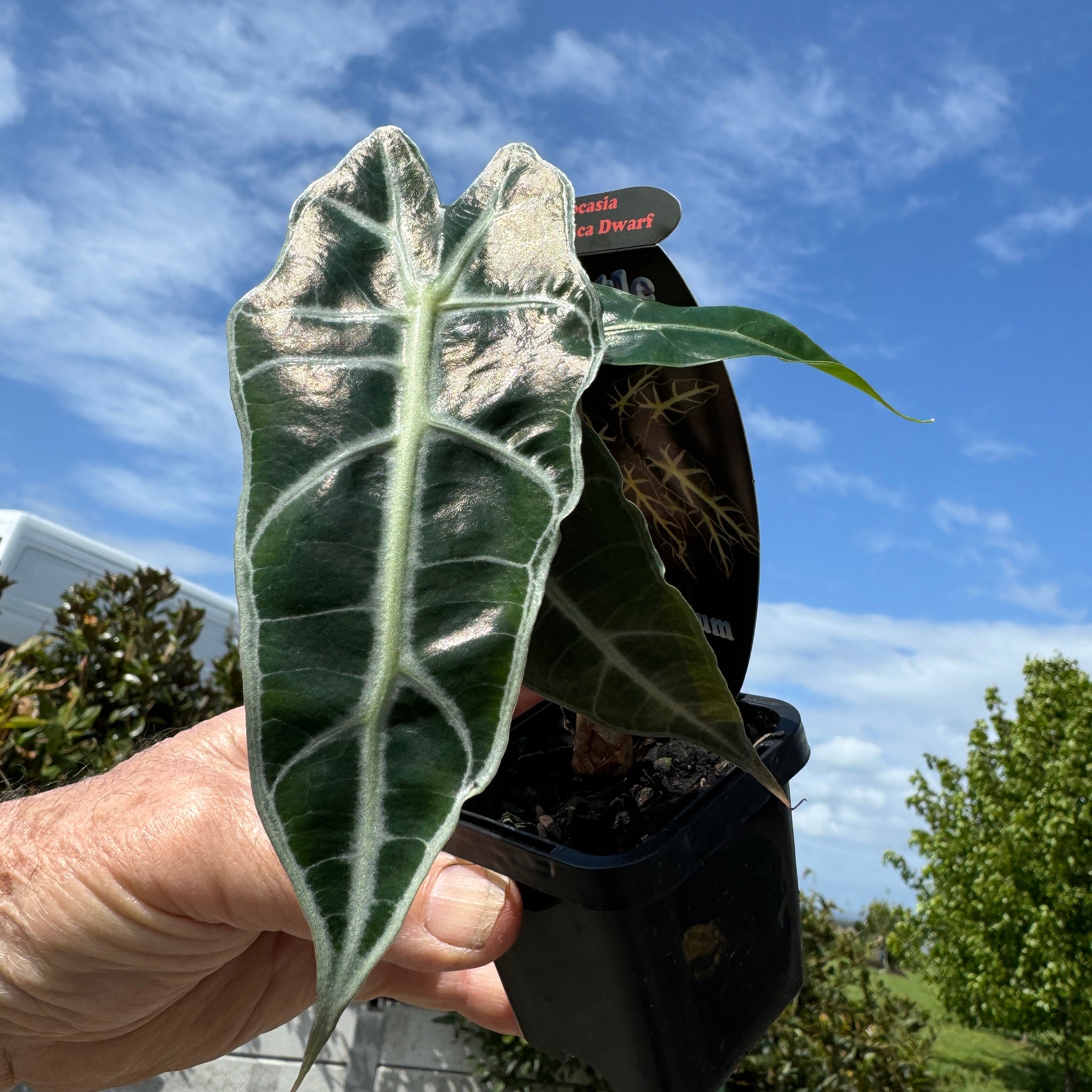 Alocasia amazonica Dwarf Form