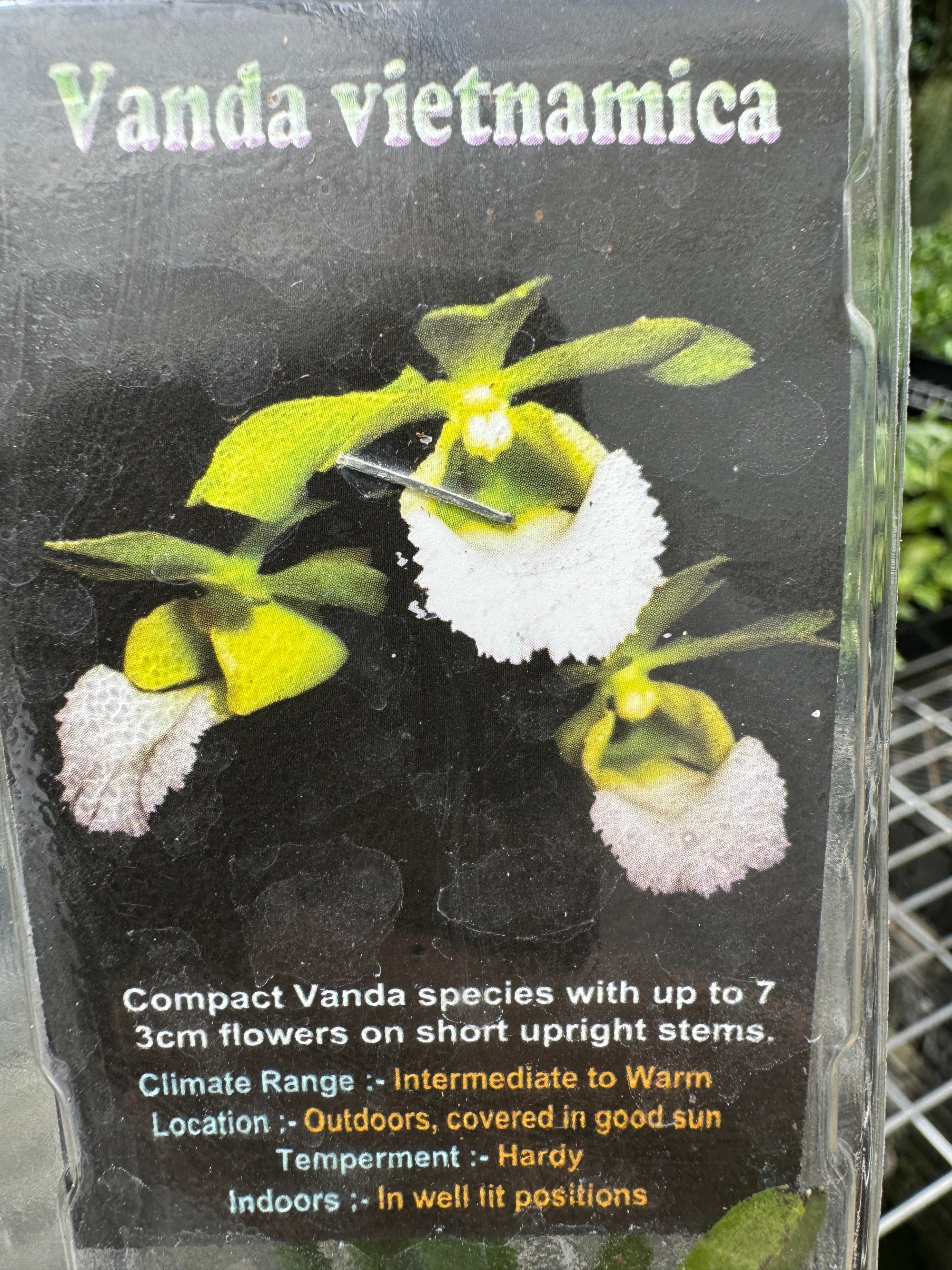 Vanda vietnamica species poly pack