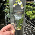 Vanda vietnamica species poly pack