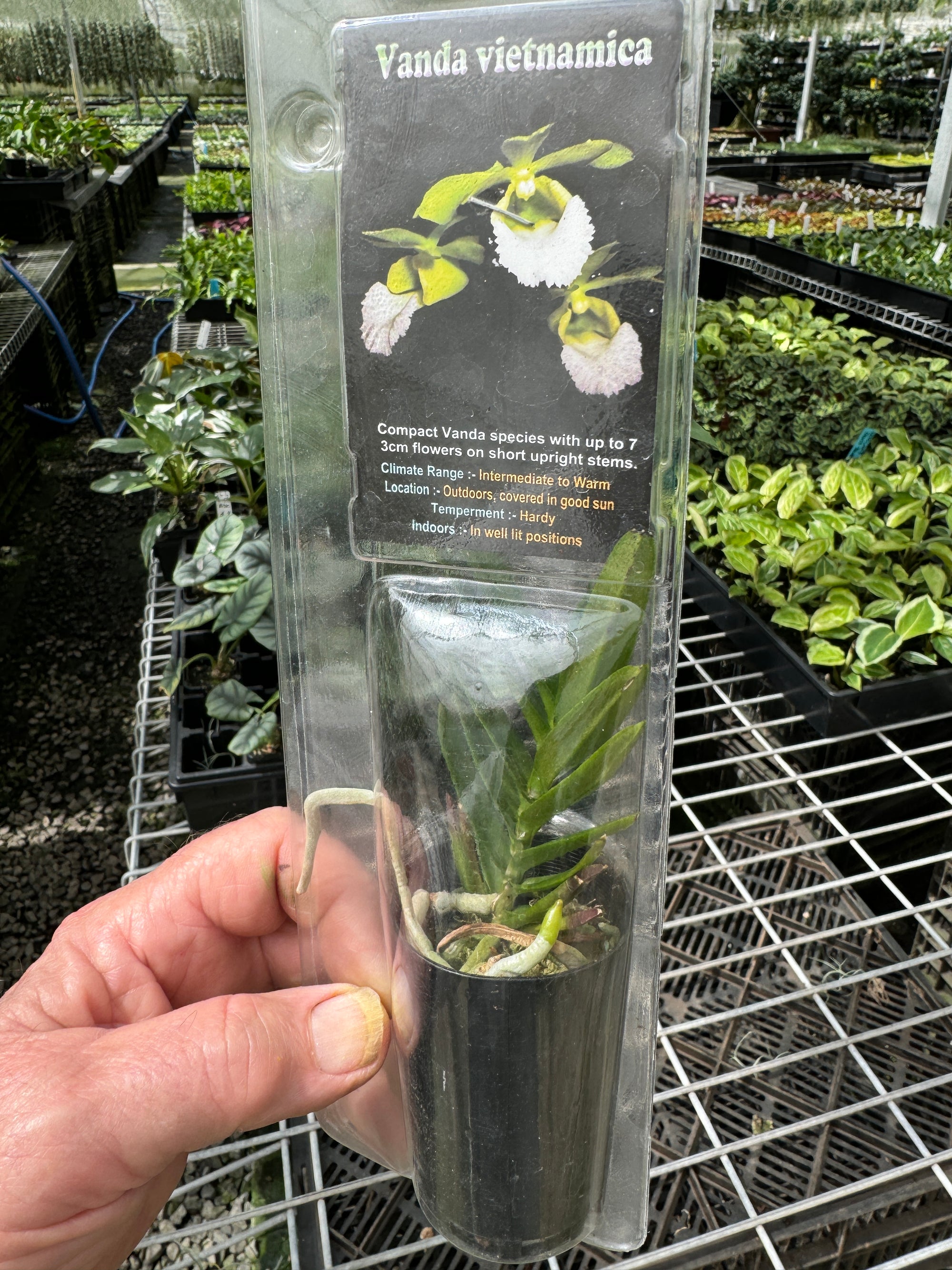 Vanda vietnamica species poly pack