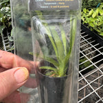 Vanda roeblingiana species poly pack   with 50mm tube