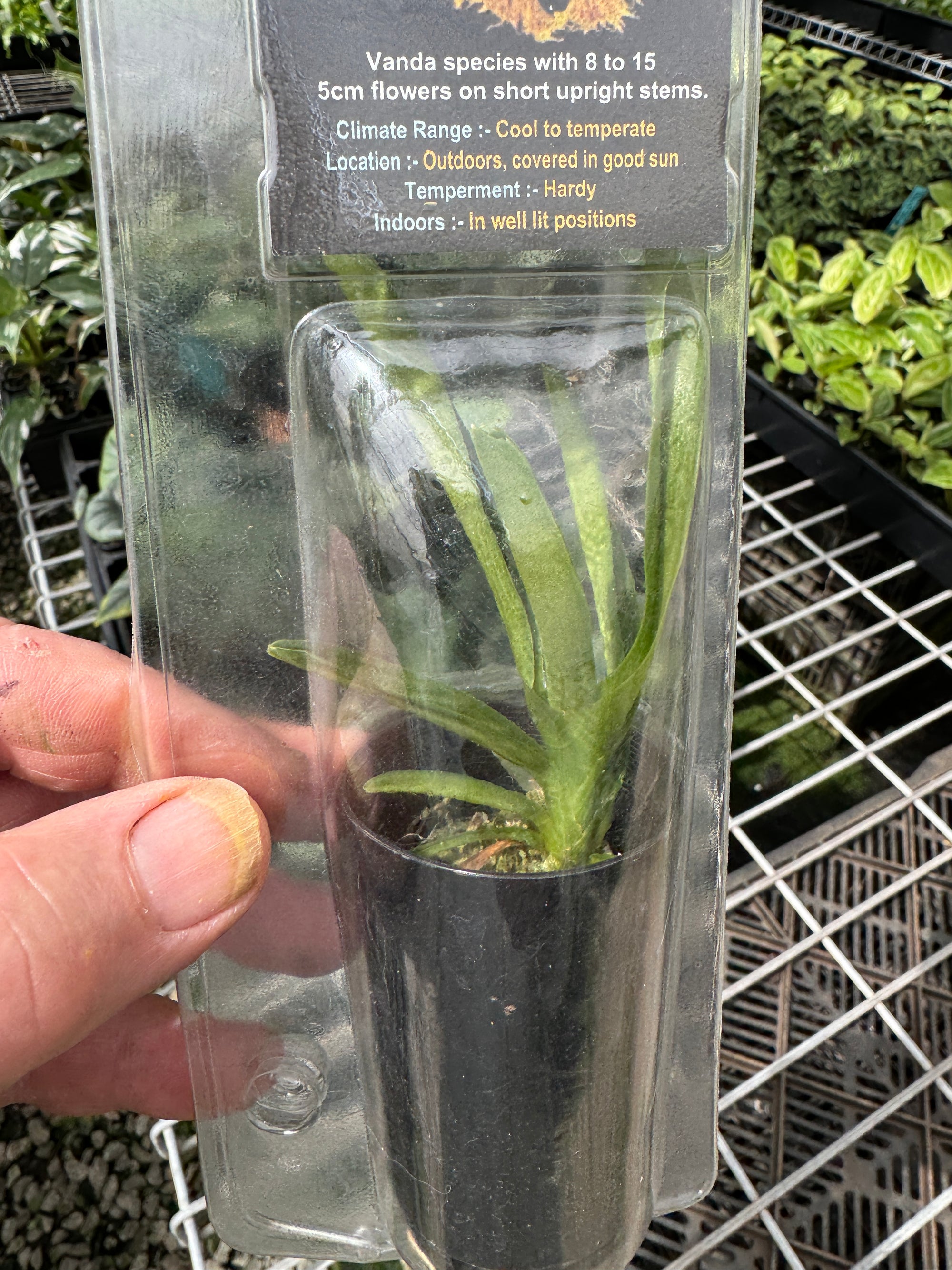 Vanda roeblingiana species poly pack   with 50mm tube