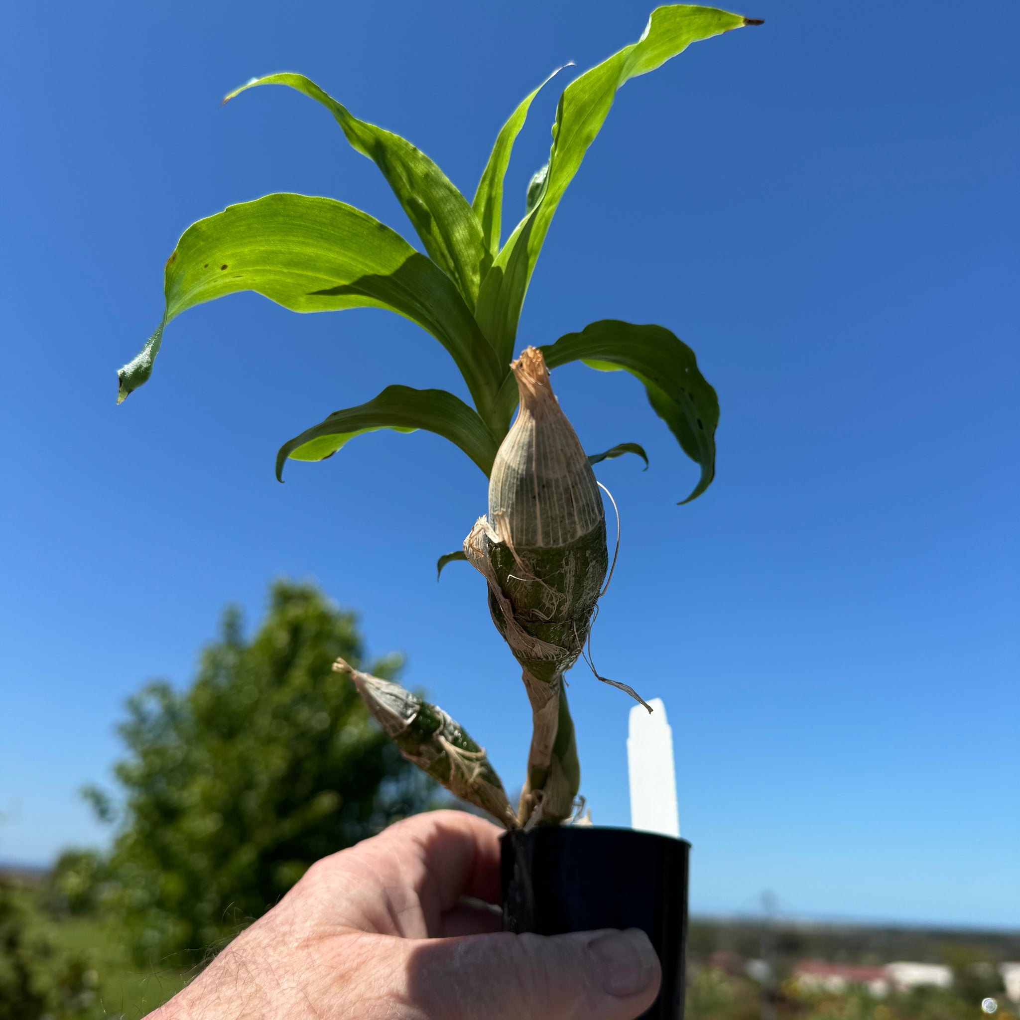 Chysis bractescens  super sized 50mm potted