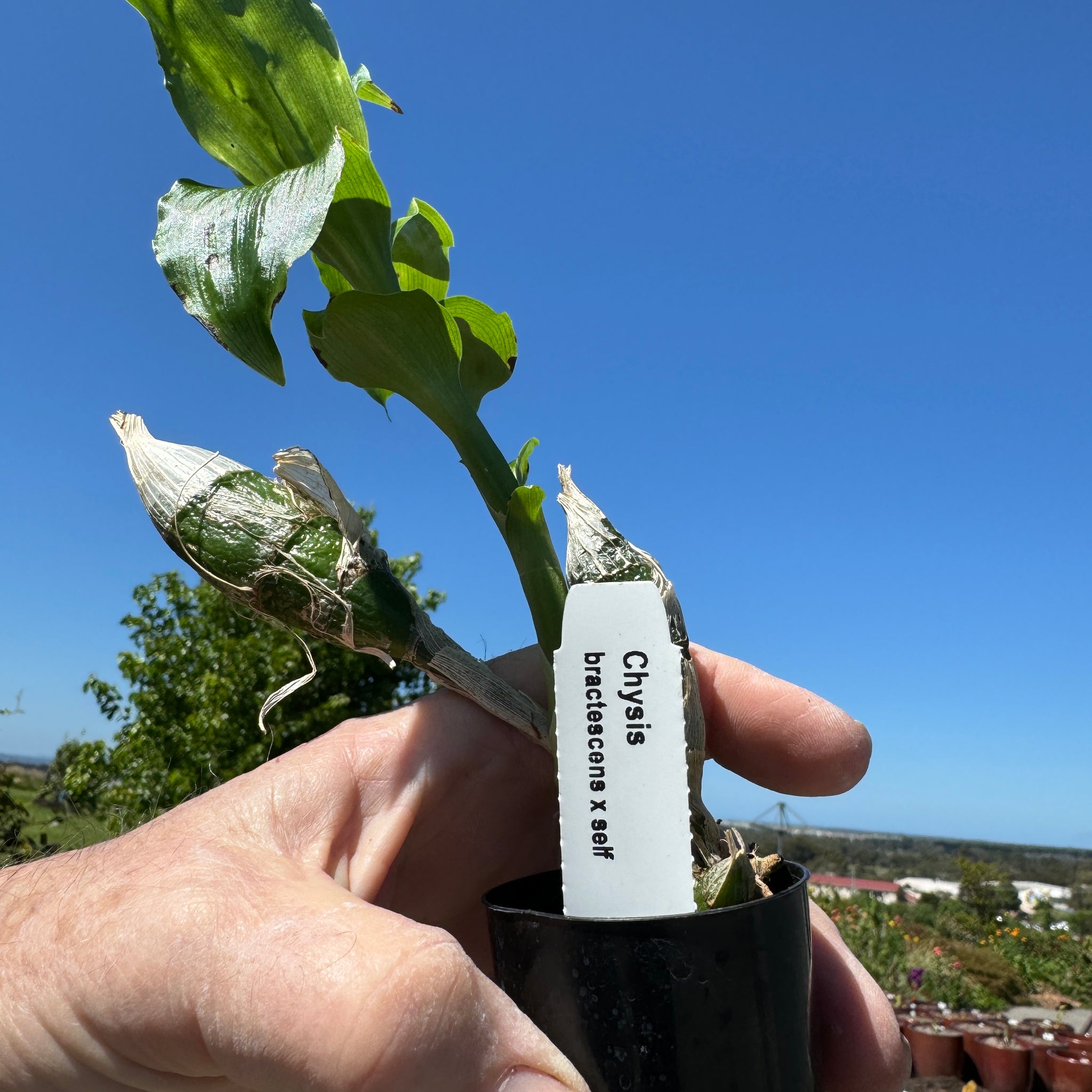 Chysis bractescens  super sized 50mm potted