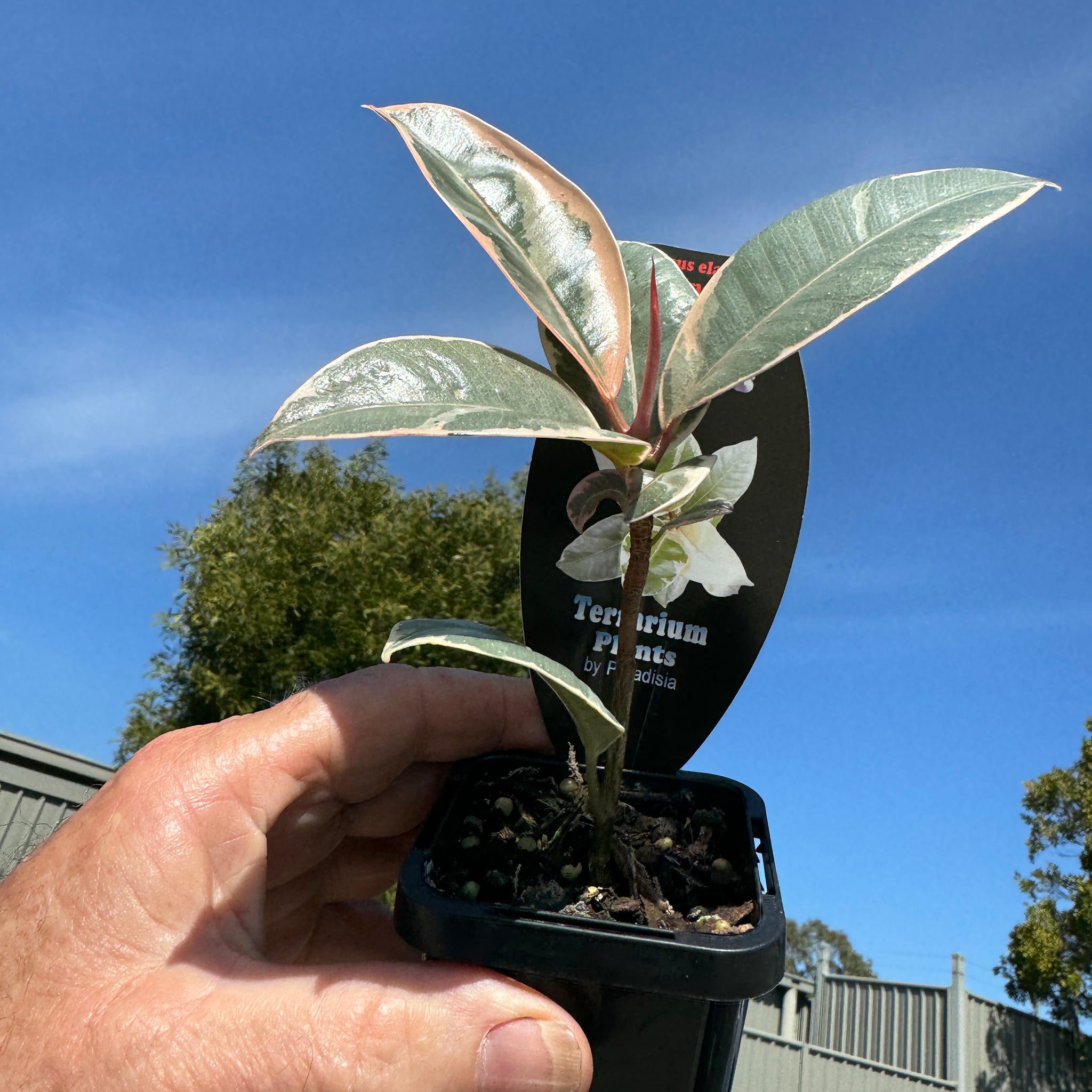 Ficus elastica 'Tineke' – Variegated Rubber Plant