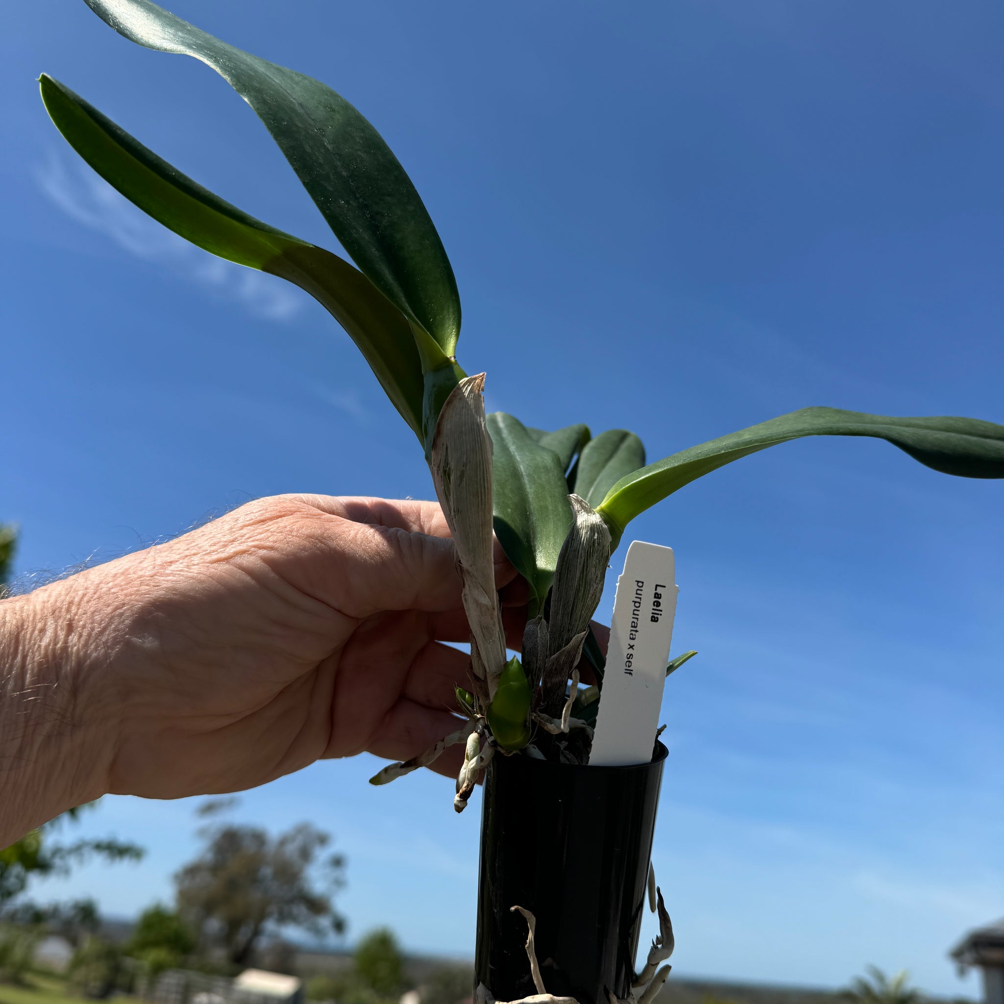 Laelia  purpurata x self species (Cattleya)