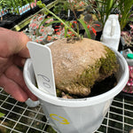 Stephania erecta 130 mm potted    c3