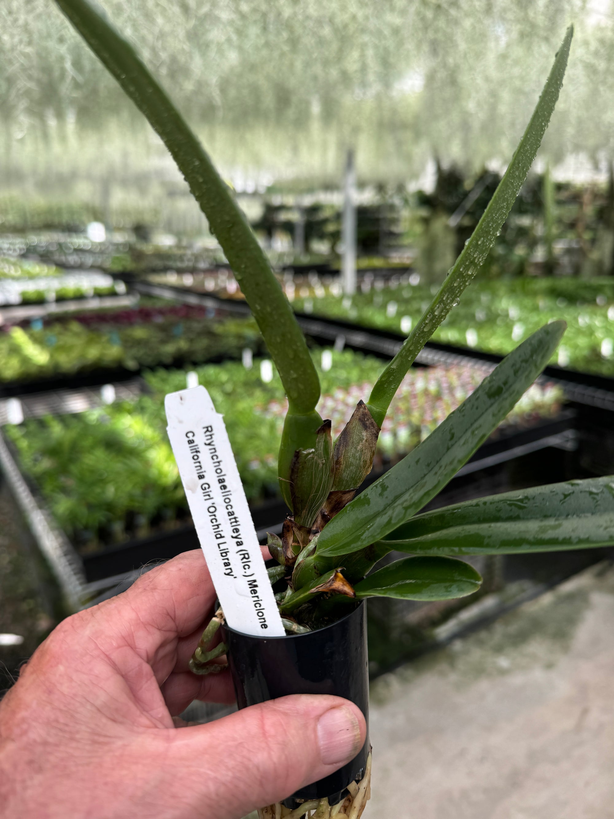 Cattleya Allience Rlc. Californian Girl 'Orchid Library'