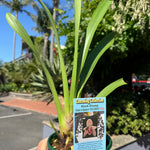 Cymbidium Black Stump 'Come In Spinner' 140mm advanced Plant 1