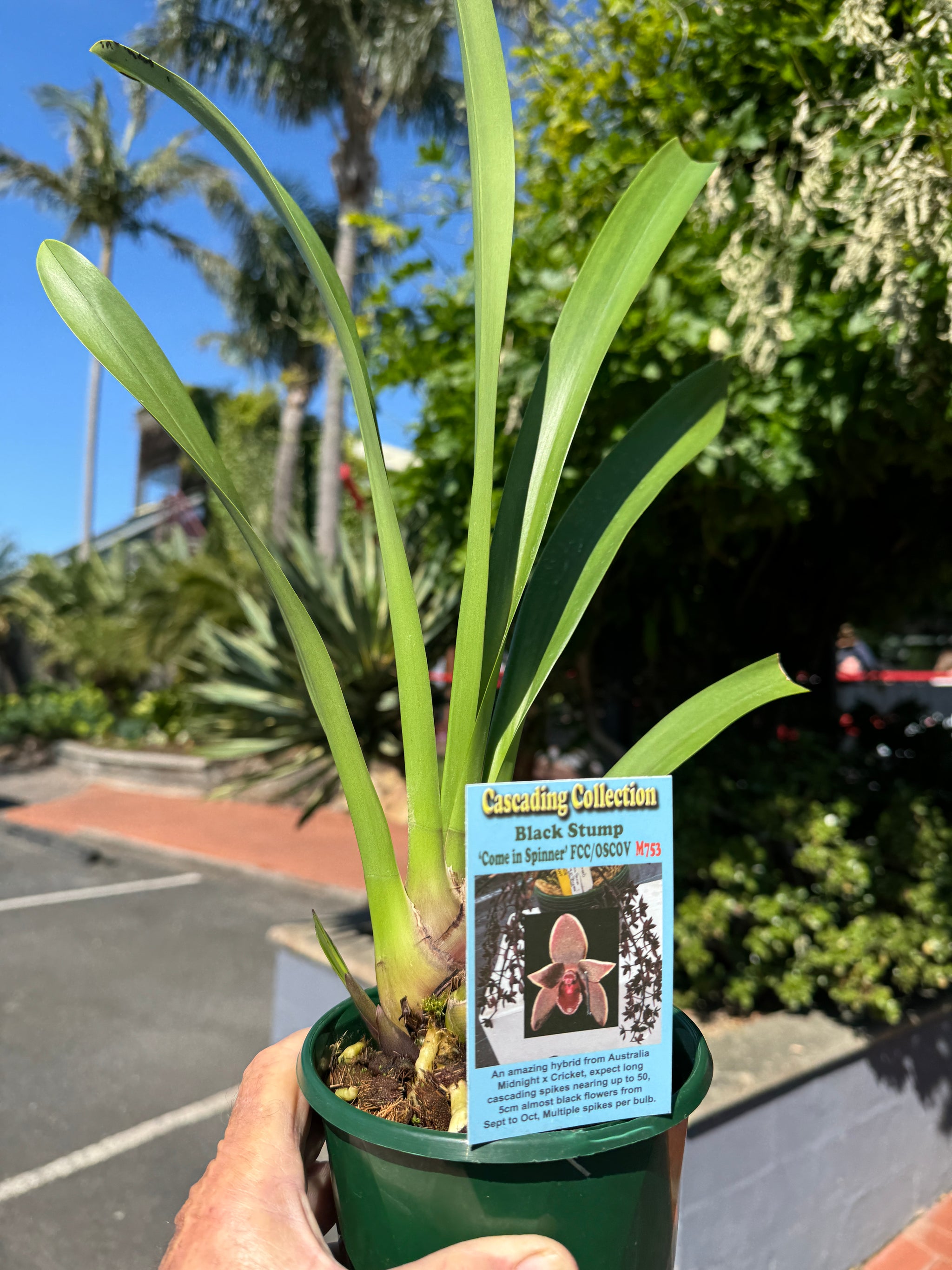 Cymbidium Black Stump 'Come In Spinner' 140mm advanced Plant 1