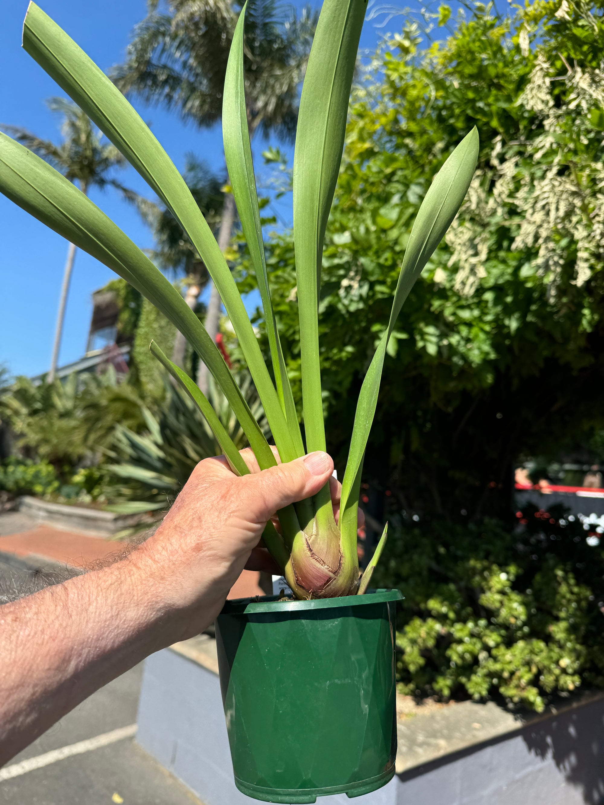 Cymbidium Black Stump 'Come In Spinner' 140mm advanced Plant 1