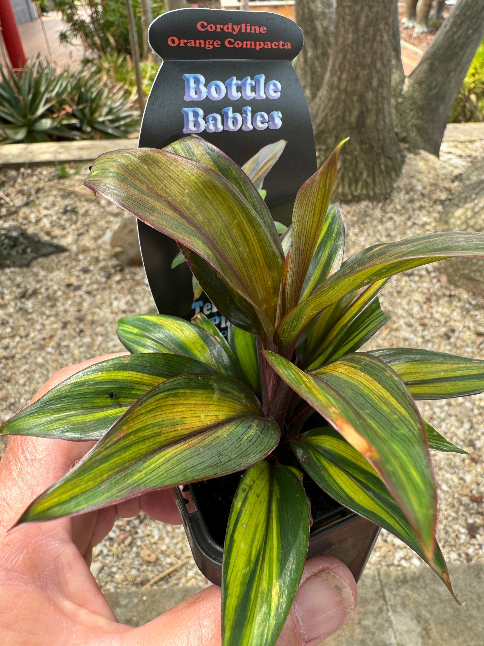 Cordyline  Orange Compacta