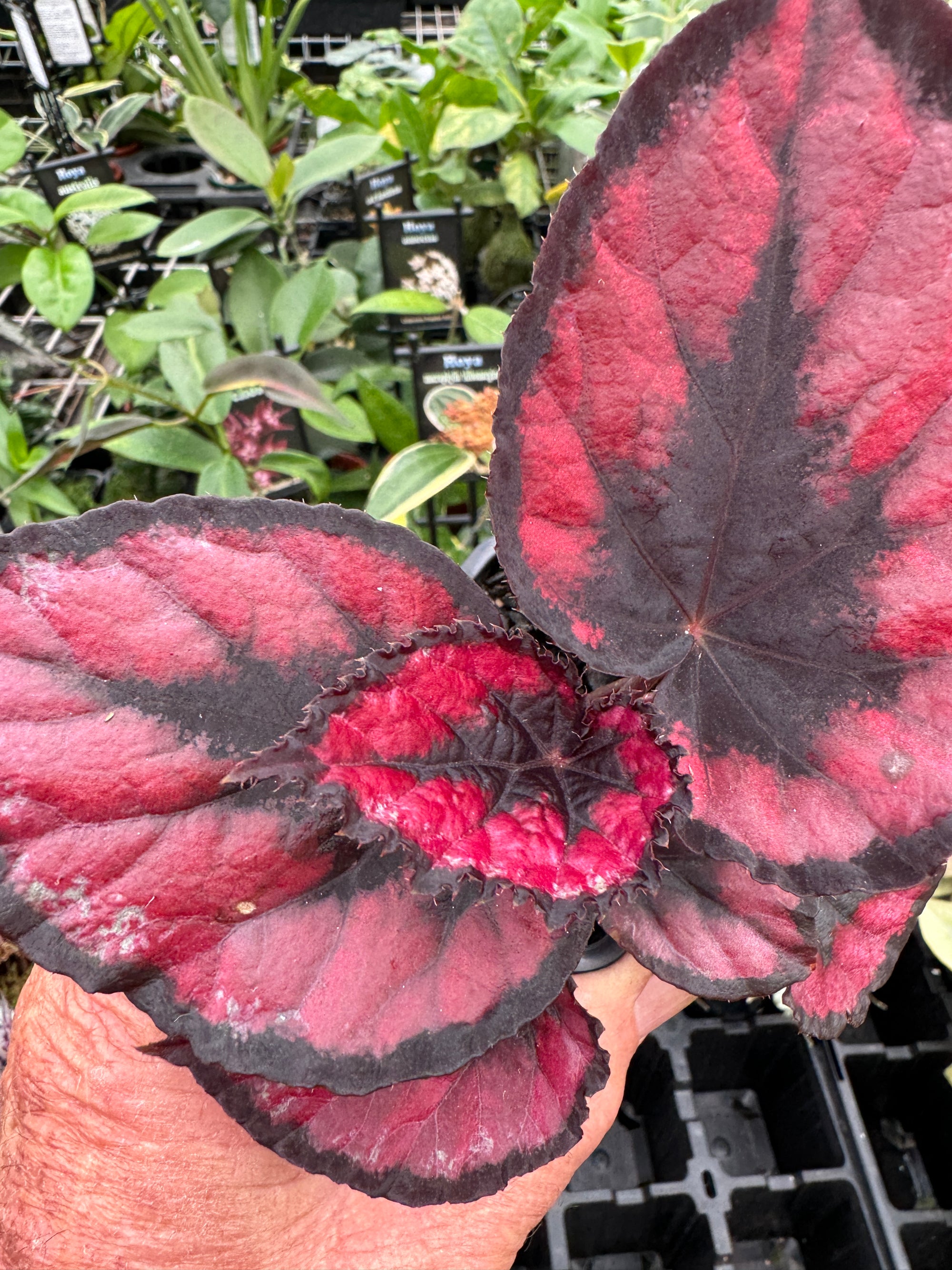 Begonia Rex 'Maui Sunset' super sized