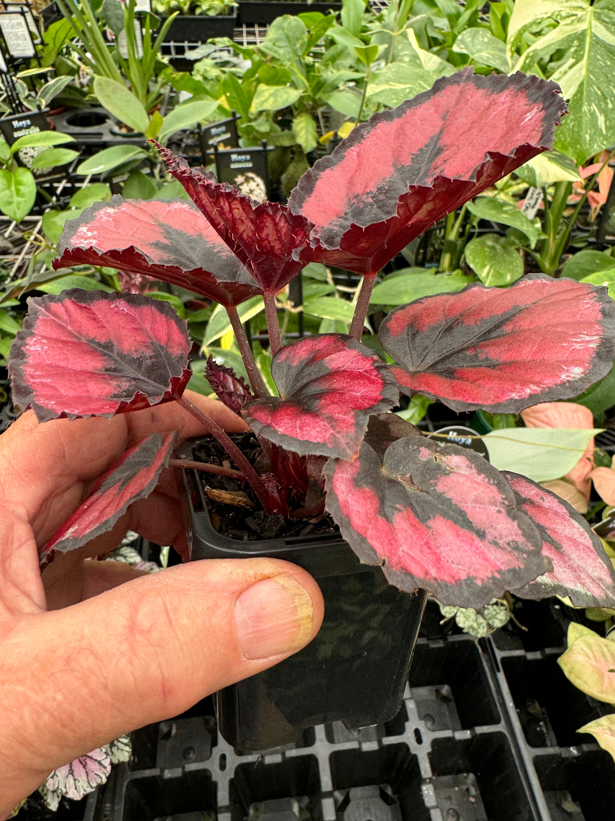 Begonia Rex 'Maui Sunset' super sized