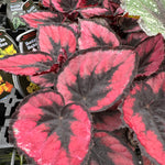 Begonia Rex 'Maui Sunset' super sized