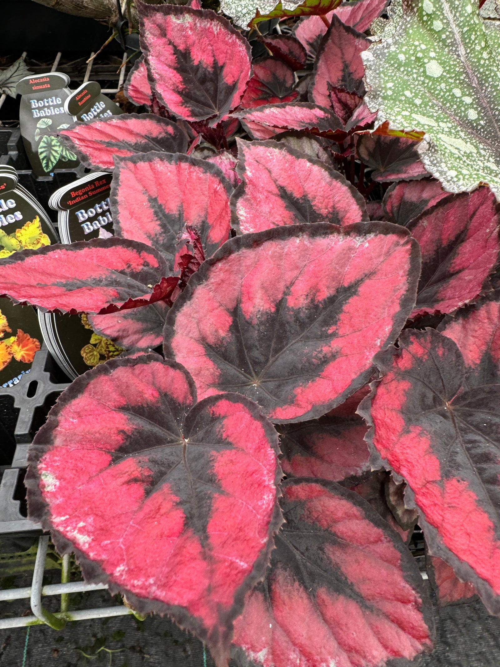 Begonia Rex 'Maui Sunset' super sized