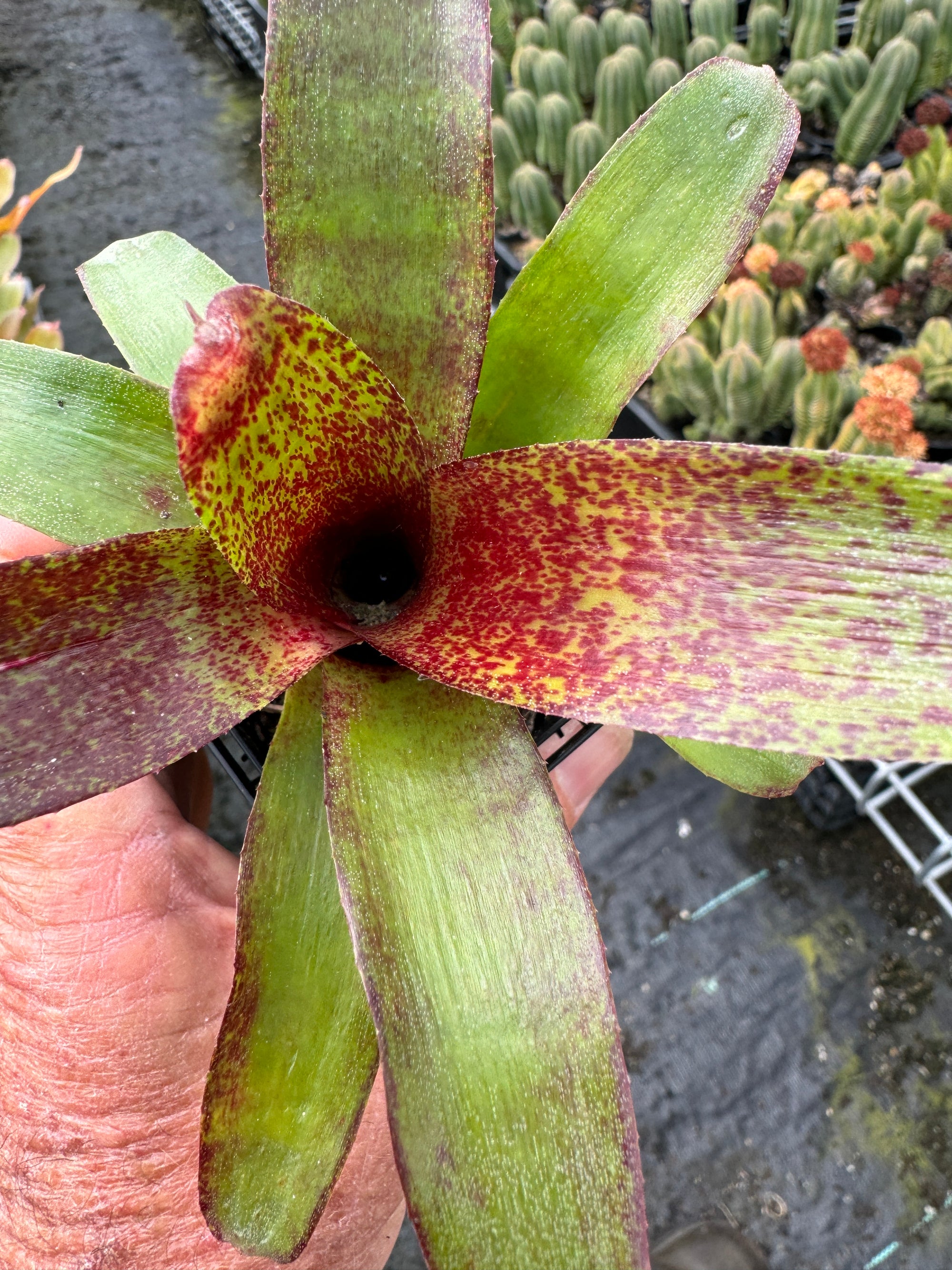 Bromeliad Tiny Tot Neoregelia Hybrid Red video