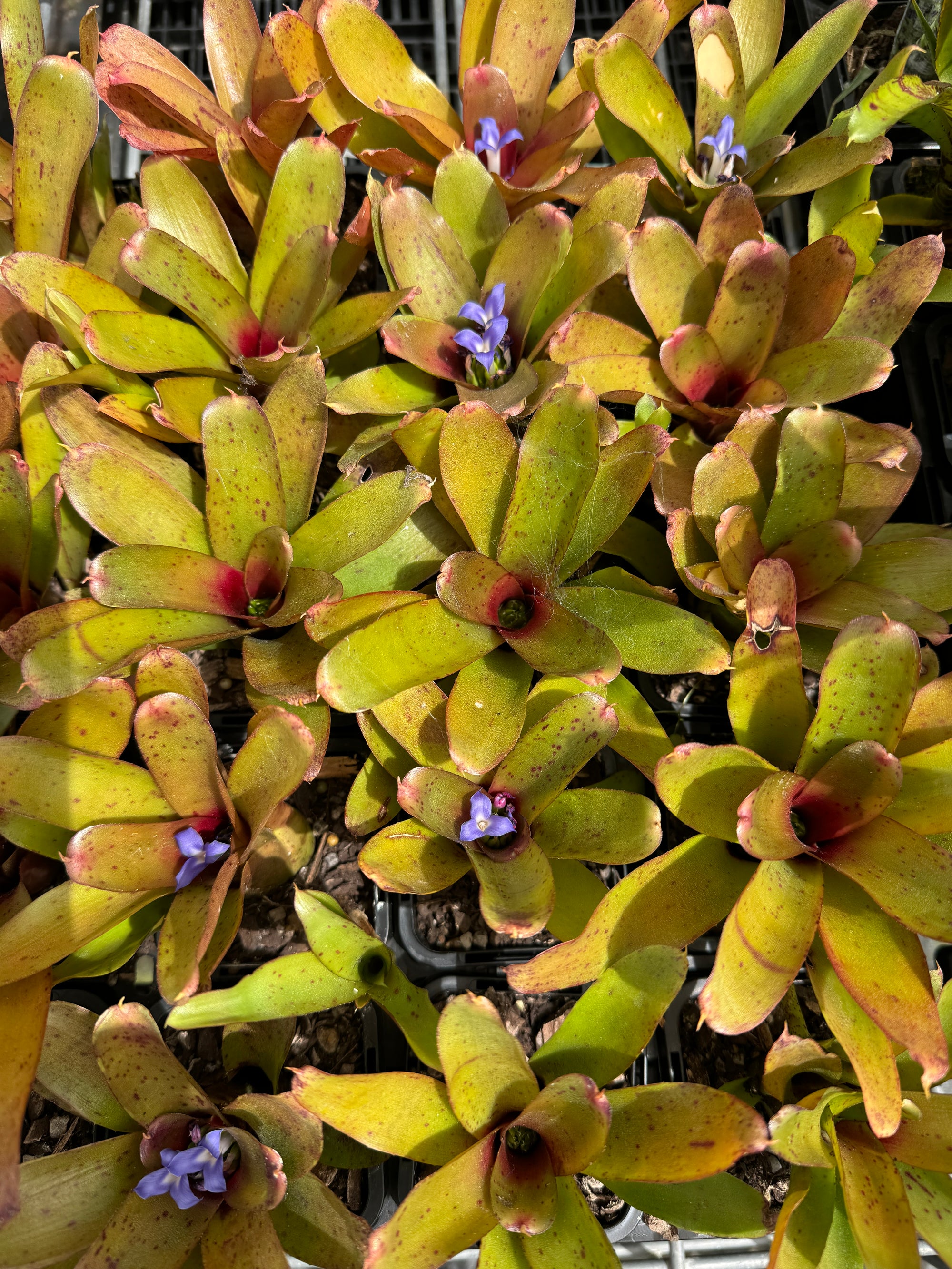 Bromeliad Tiny Tot Neoregelia Hybrid Chiquita Linda' video