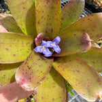 Bromeliad Tiny Tot Neoregelia Hybrid Chiquita Linda' video