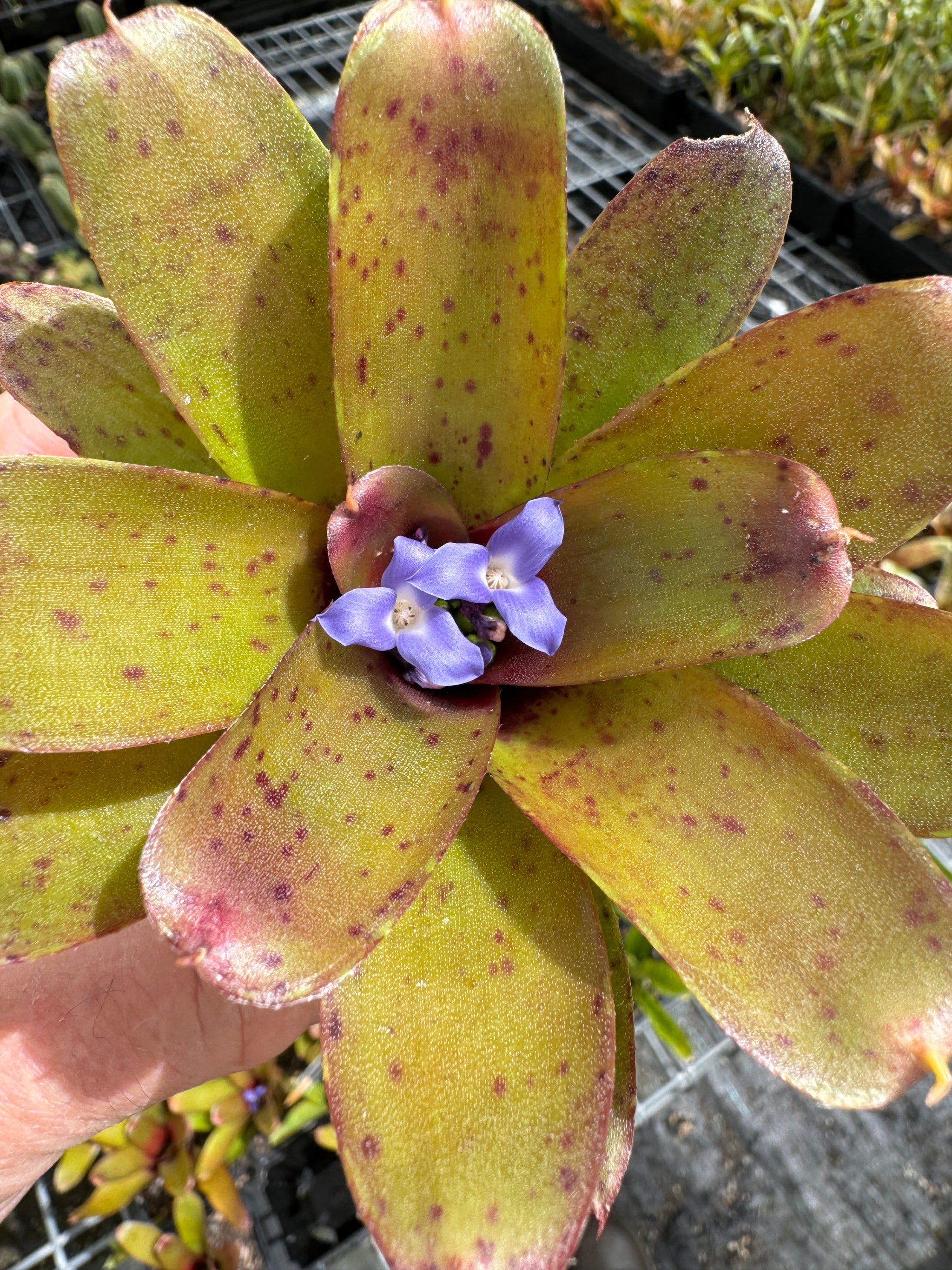 Neoregelia Tiny Tot 'Chiquita Linda' Mini Hybrid Bromeliad