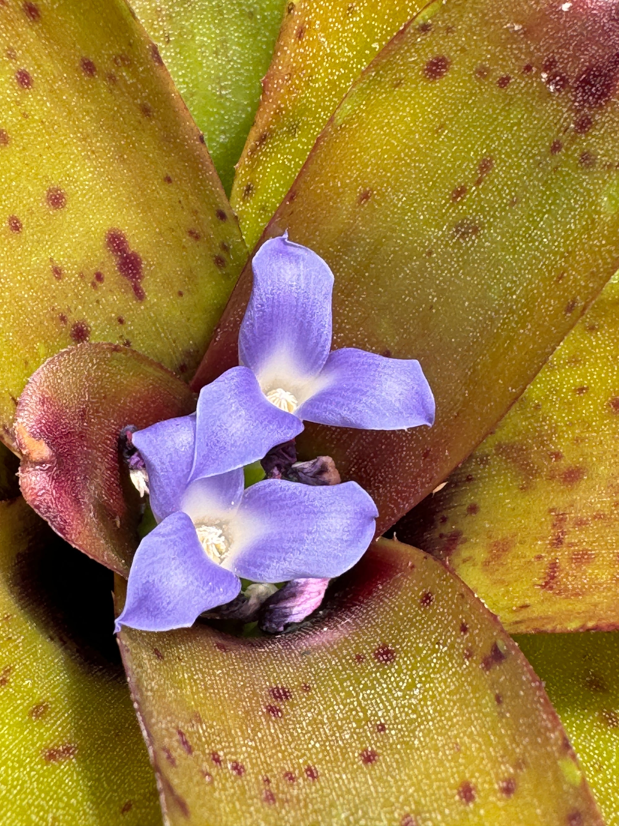 Bromeliad Tiny Tot Neoregelia Hybrid Chiquita Linda' video