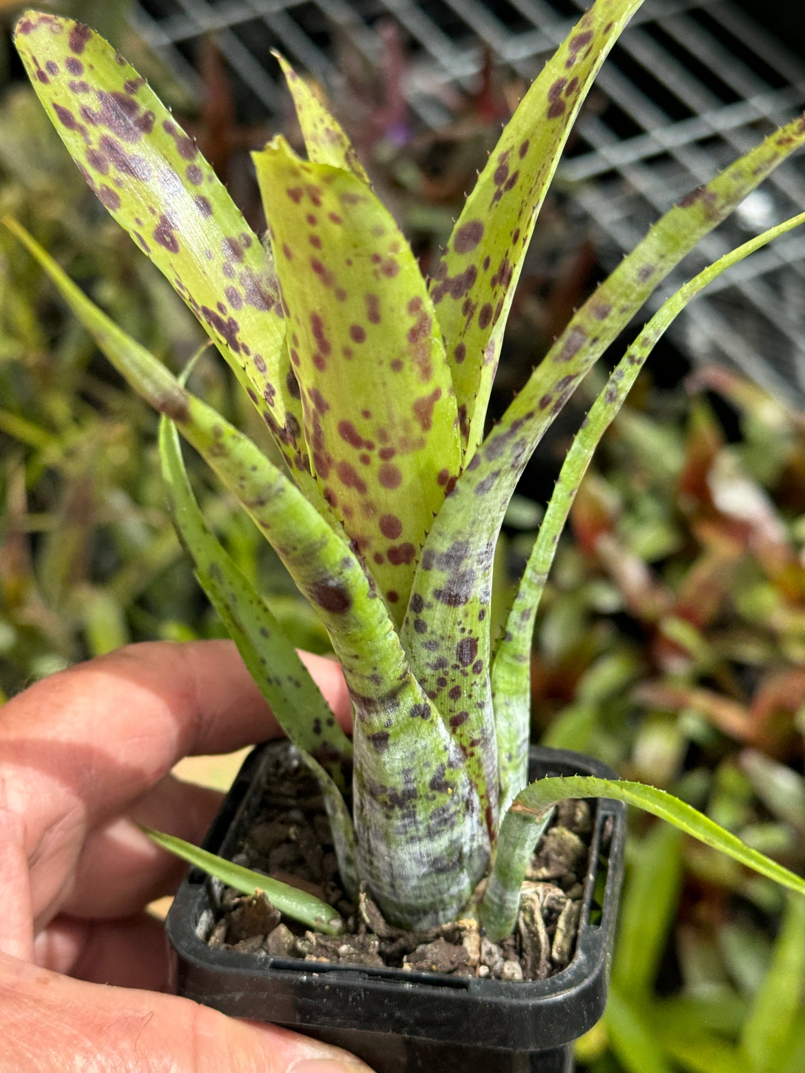 Bromeliad Tiny Tot Neoregelia pauciflora species