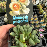 Aloinopsis schooneesii  Very Limited