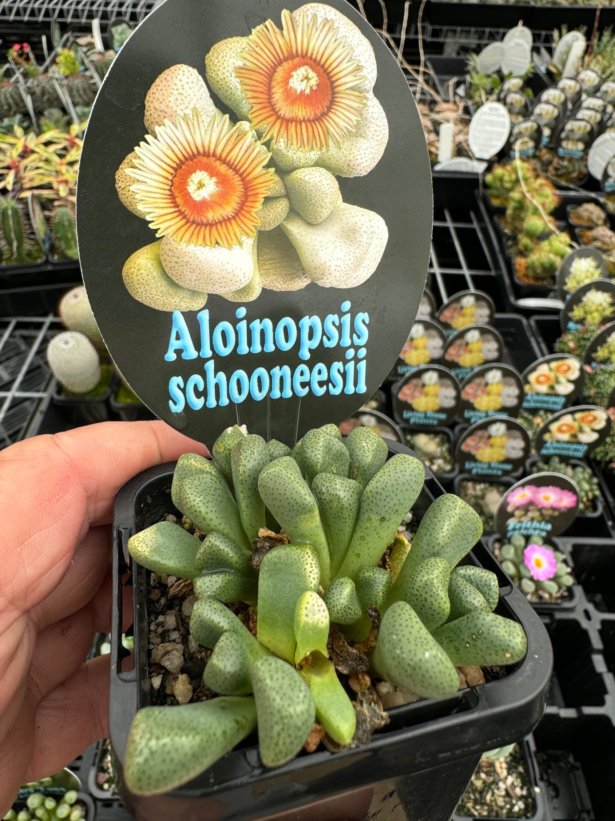 Aloinopsis schooneesii  Very Limited