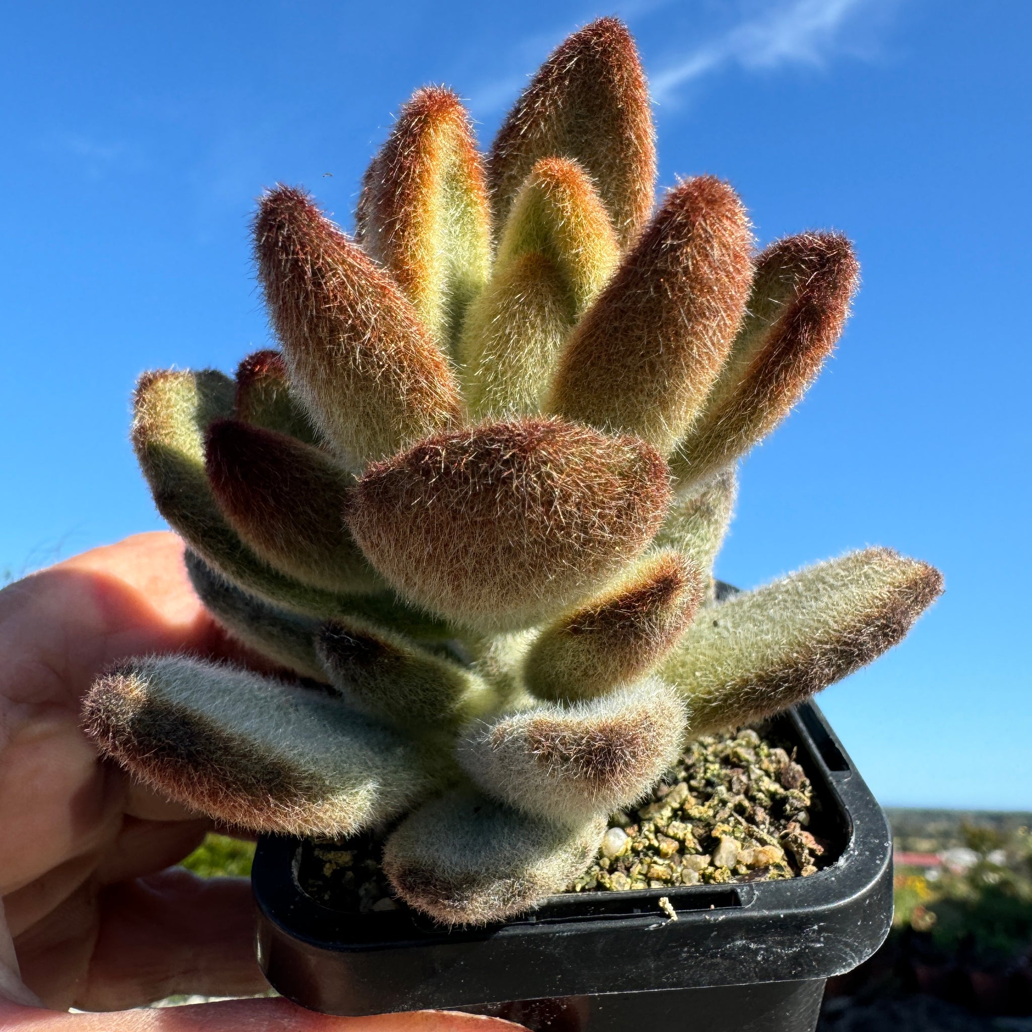 Kalanchoe tomentosa 'Teddy bear'