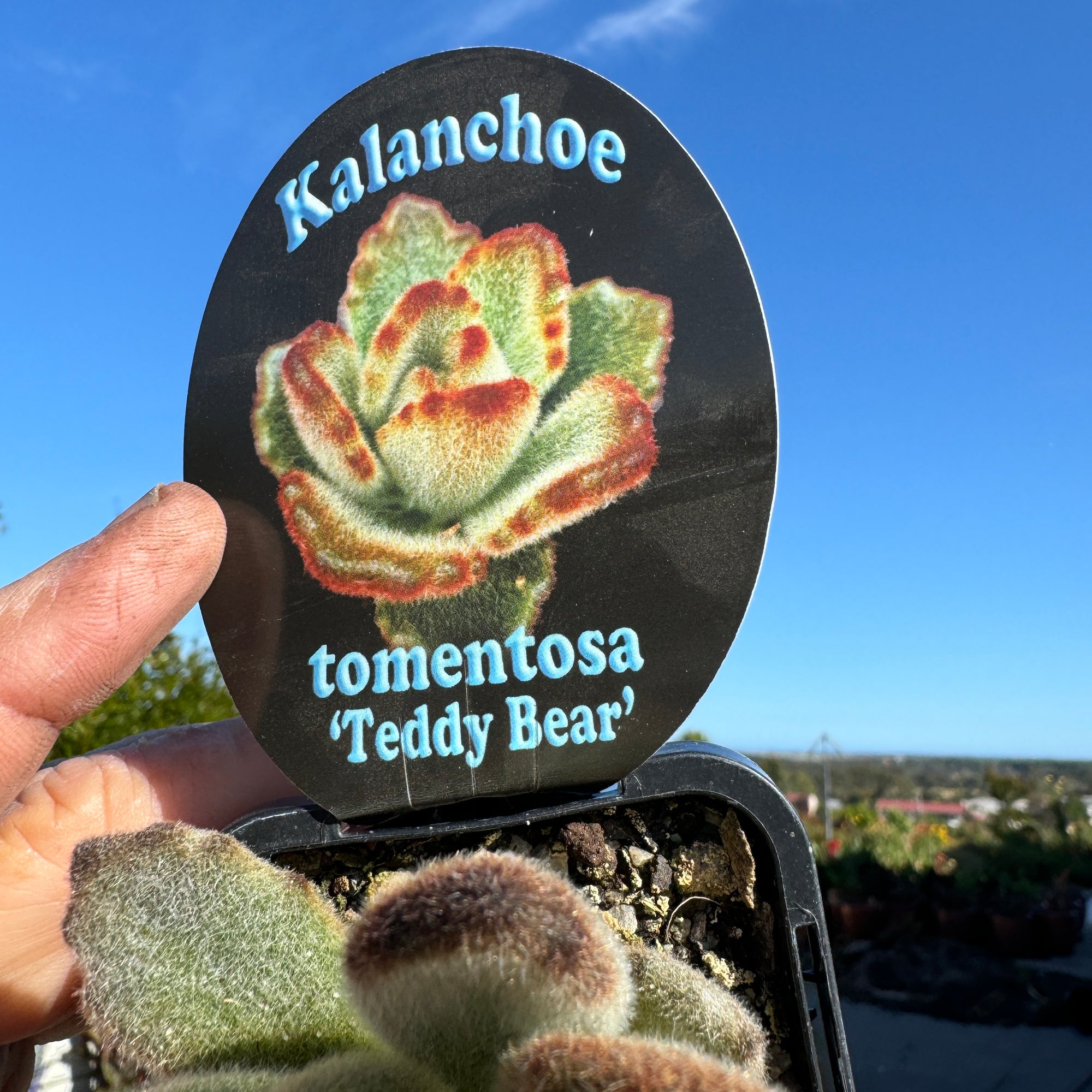 Kalachoe tomentosa 'Teddy bear' 66mm Pot video