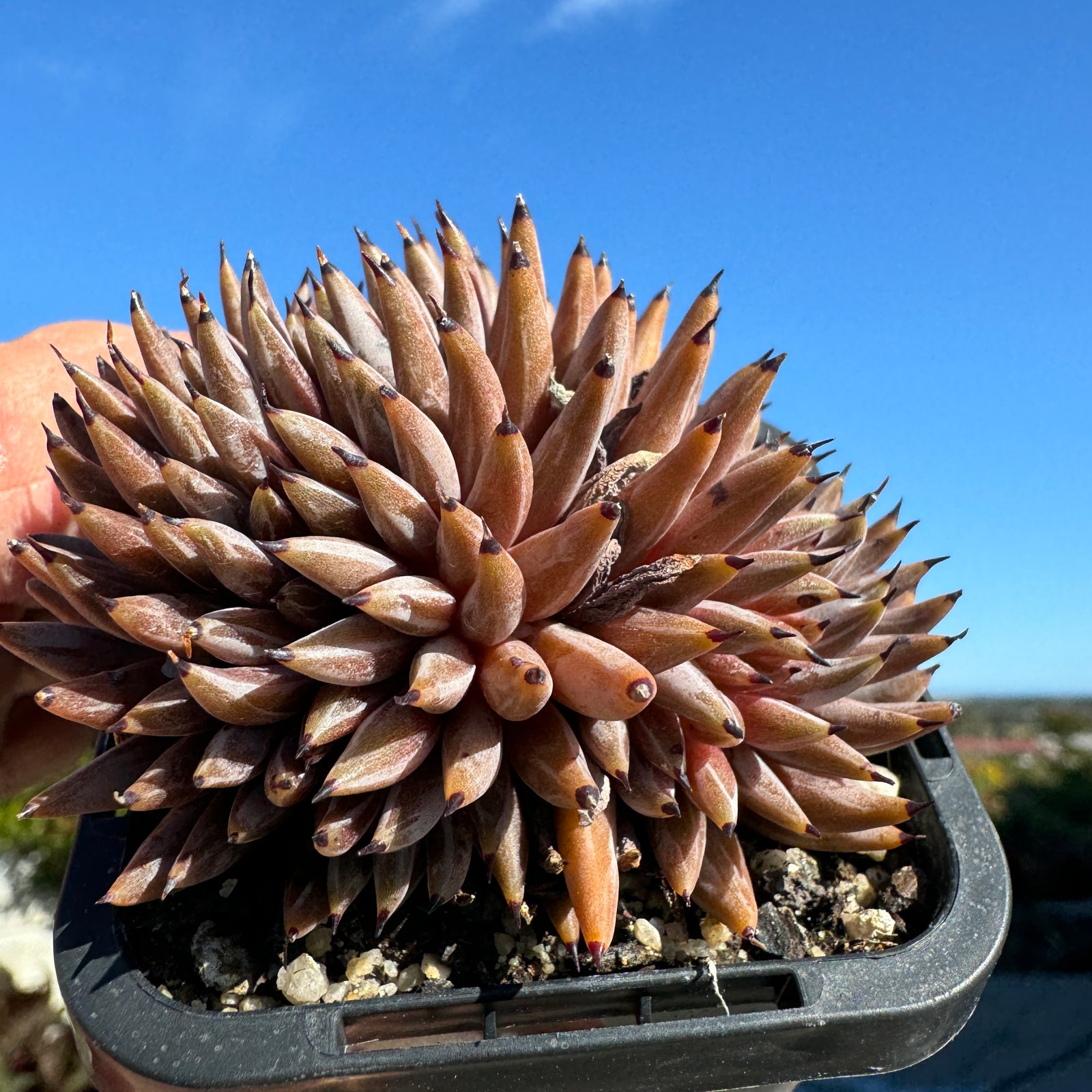 Echeveria unguiculata Montstrose crstate form  video