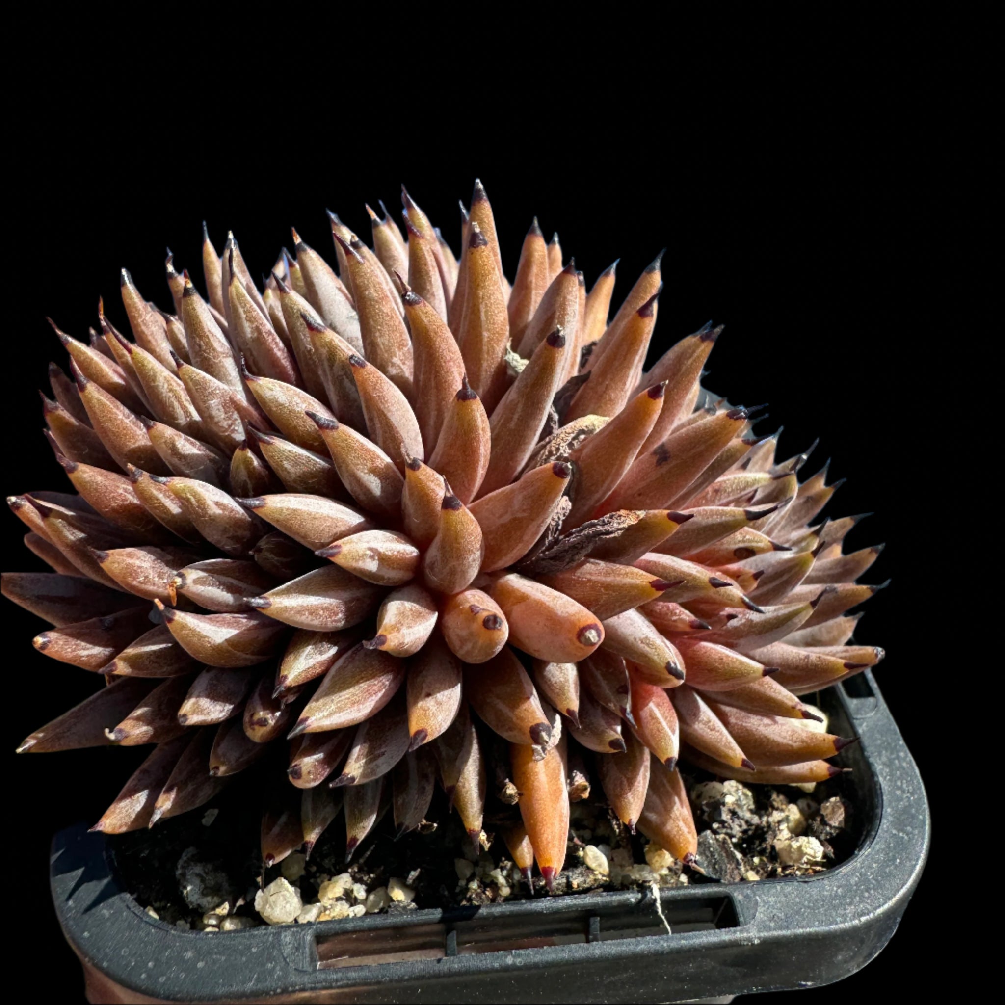 Echeveria unguiculata - Crested Form