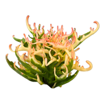 Kalanchoe 'Tarantula' variegated