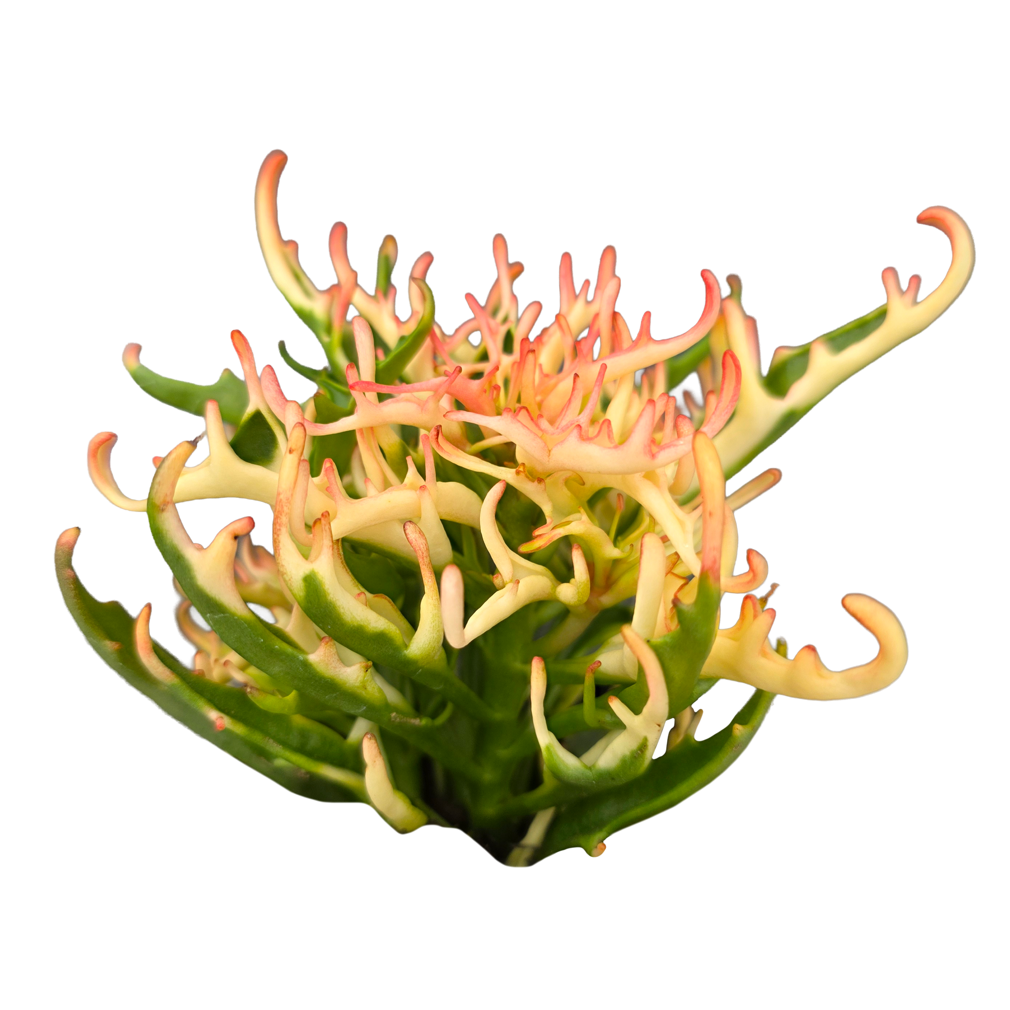 Kalanchoe 'Tarantula' variegated