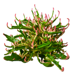 Kalanchoe 'Tarantula' variegated